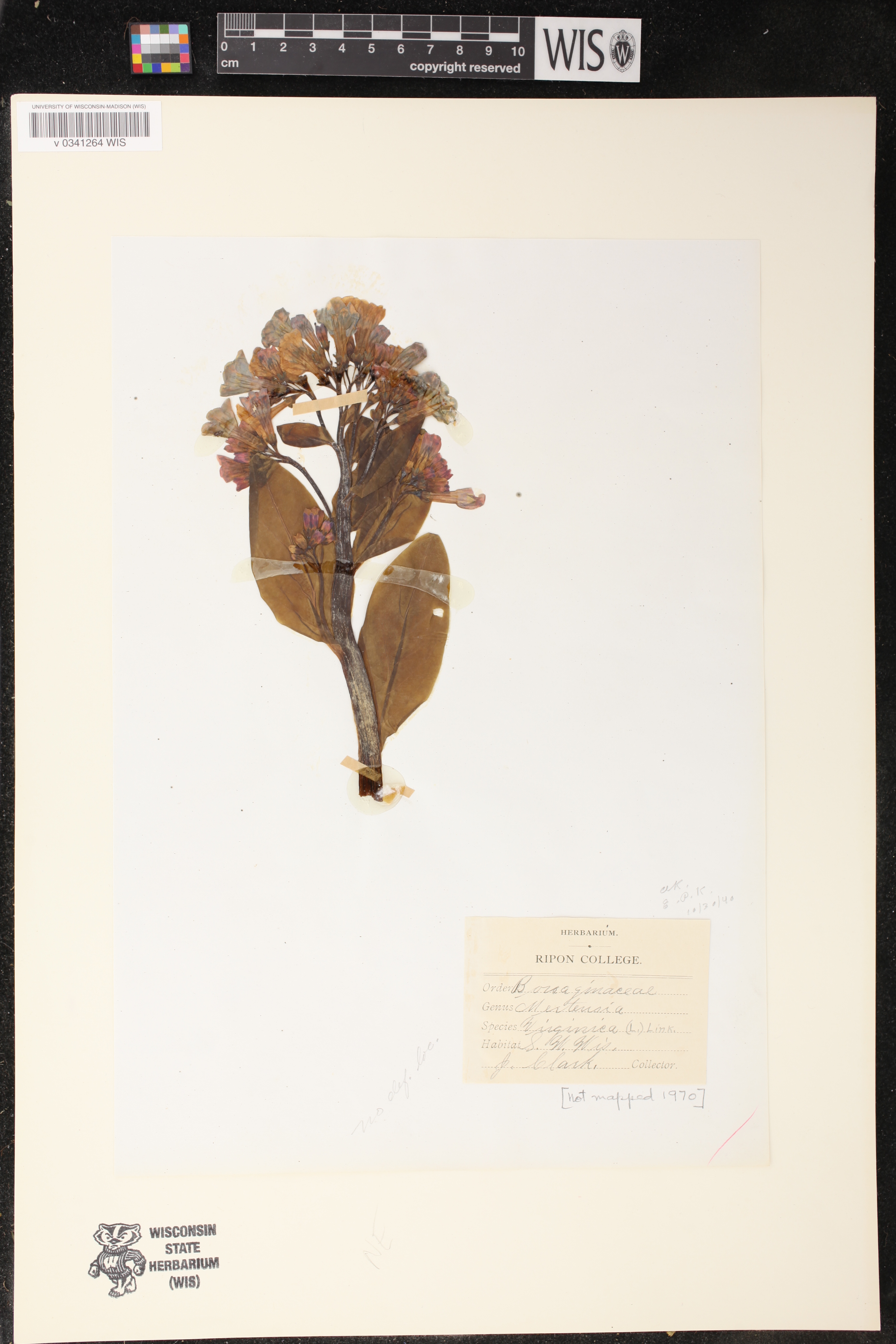 Mertensia virginica image
