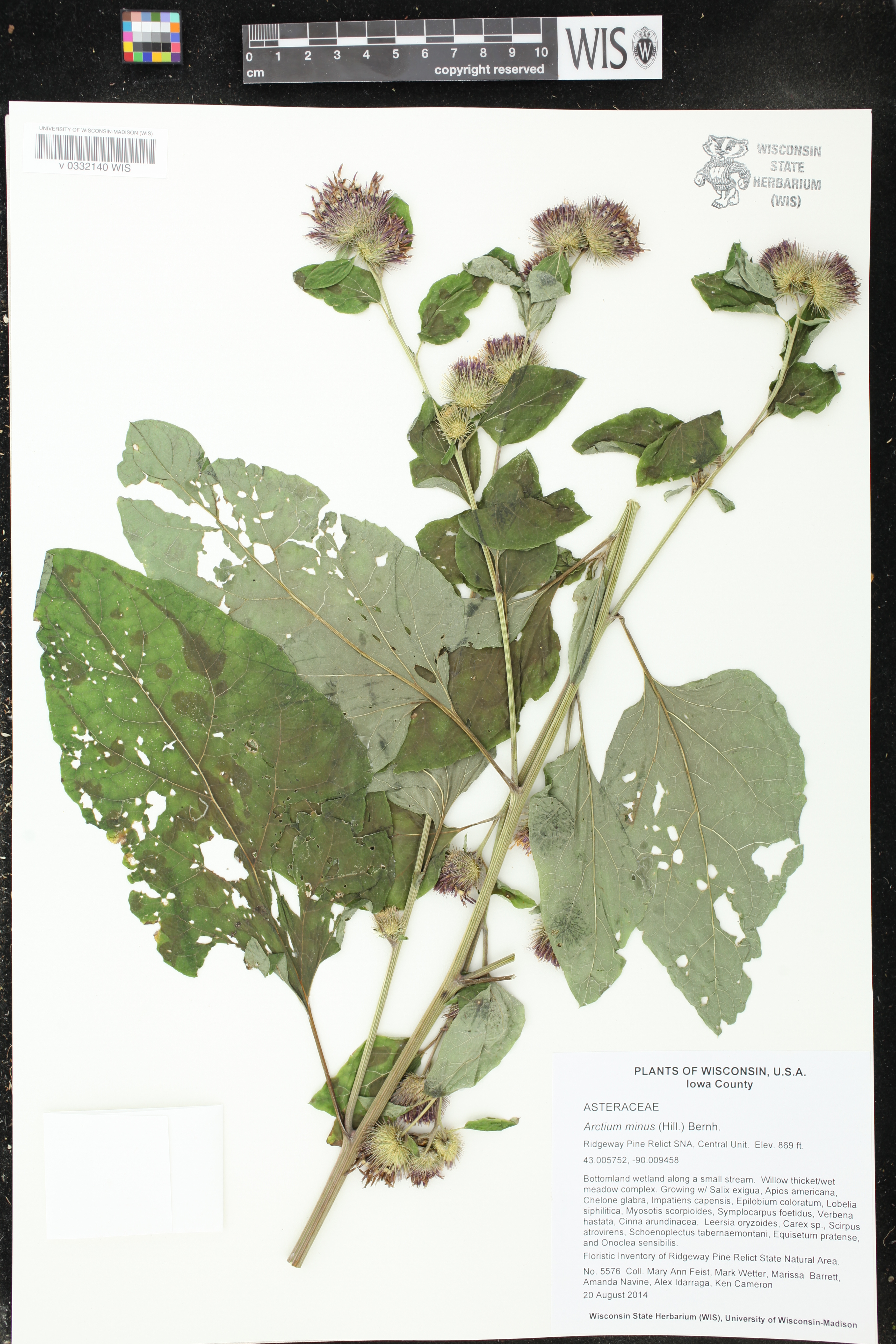 Arctium minus image