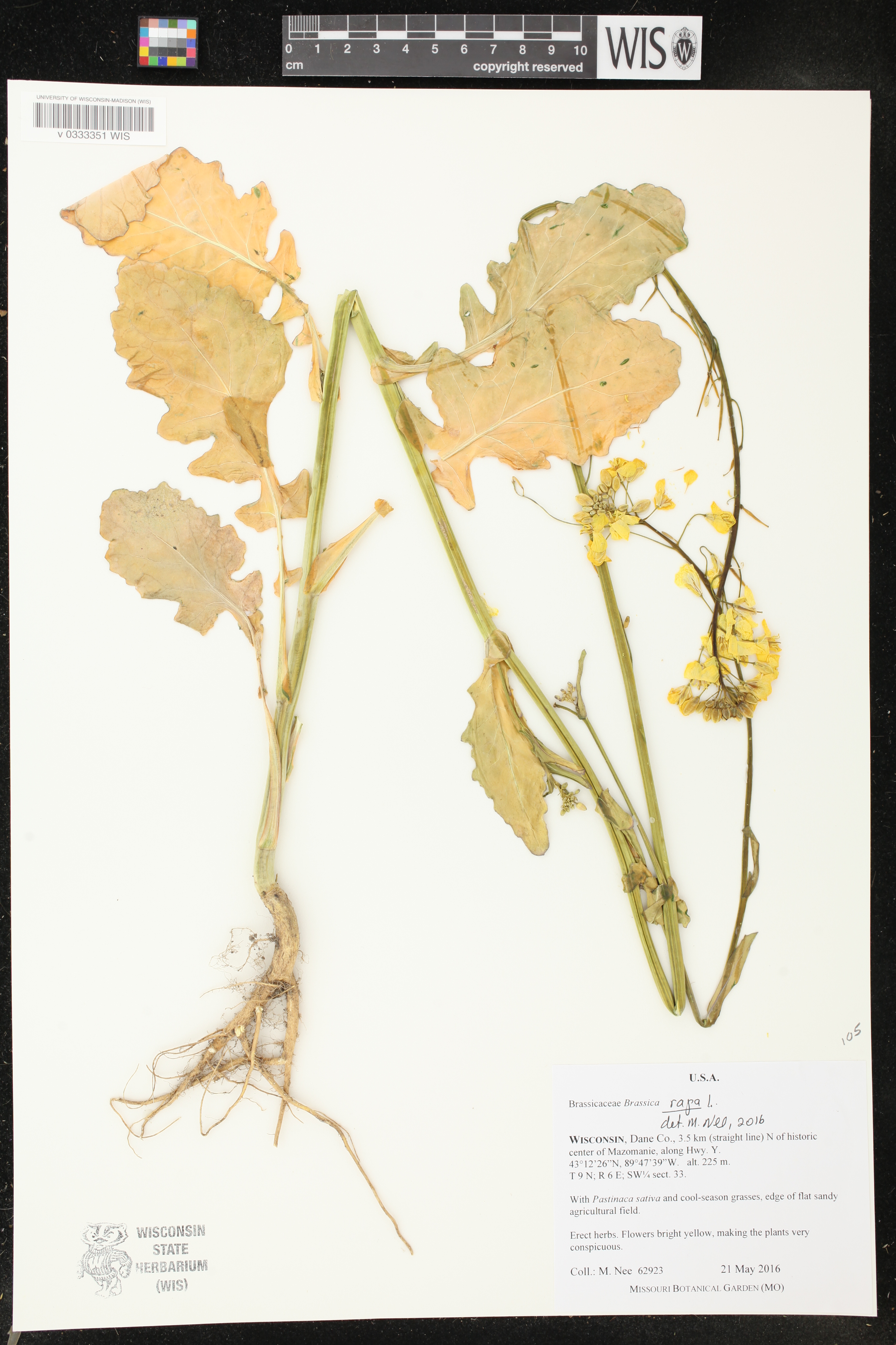 Brassica rapa image