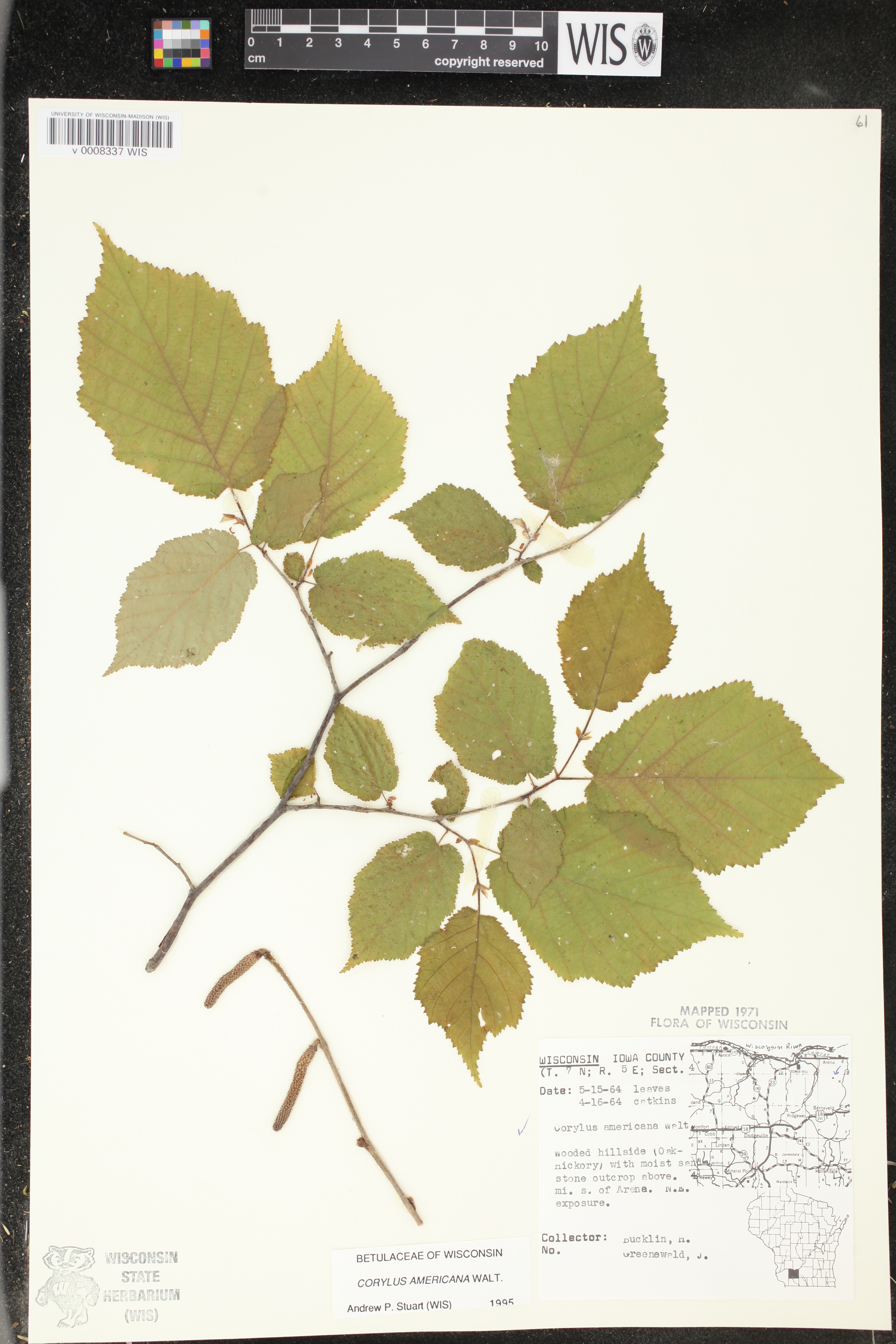 Corylus americana image
