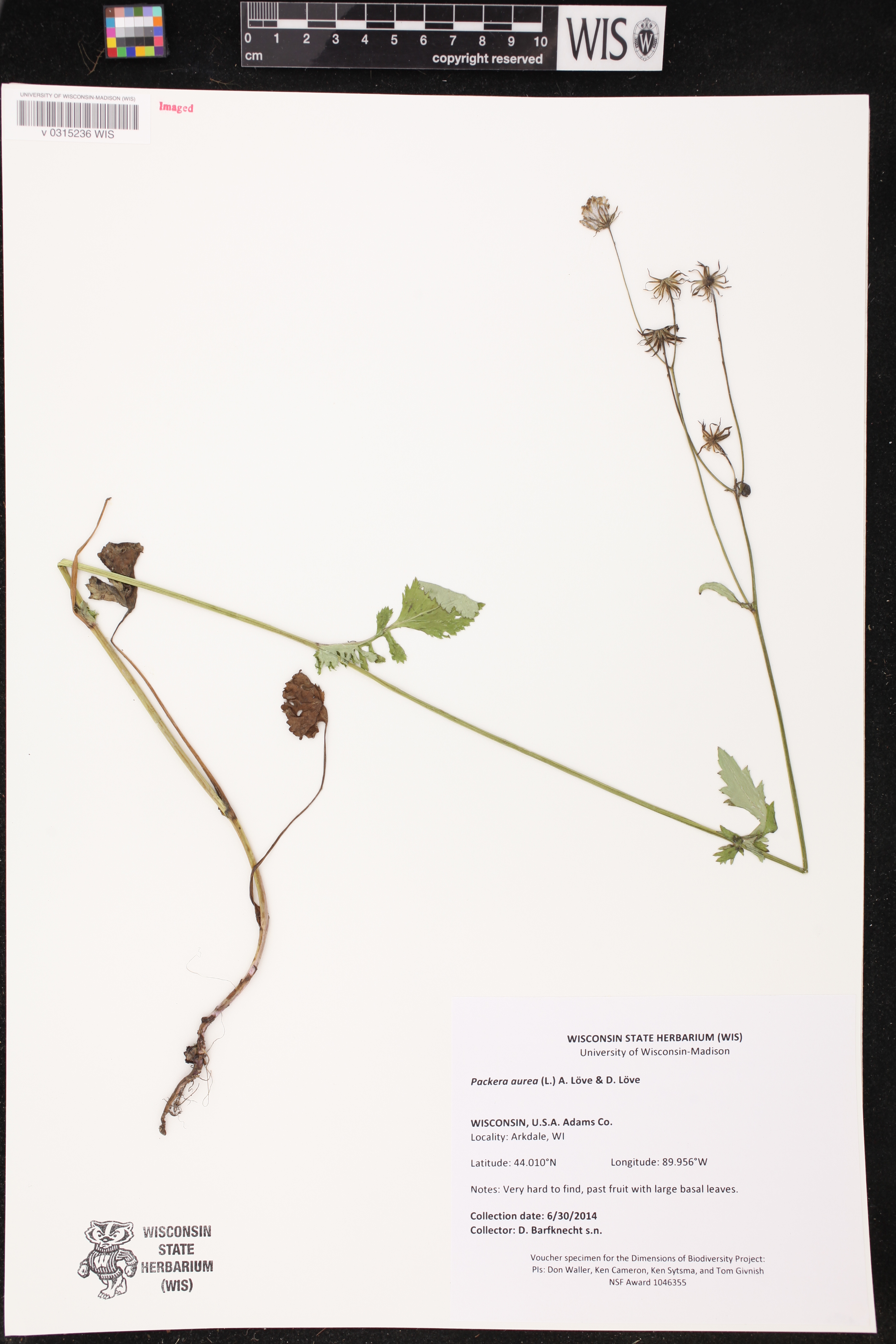 Packera aurea image