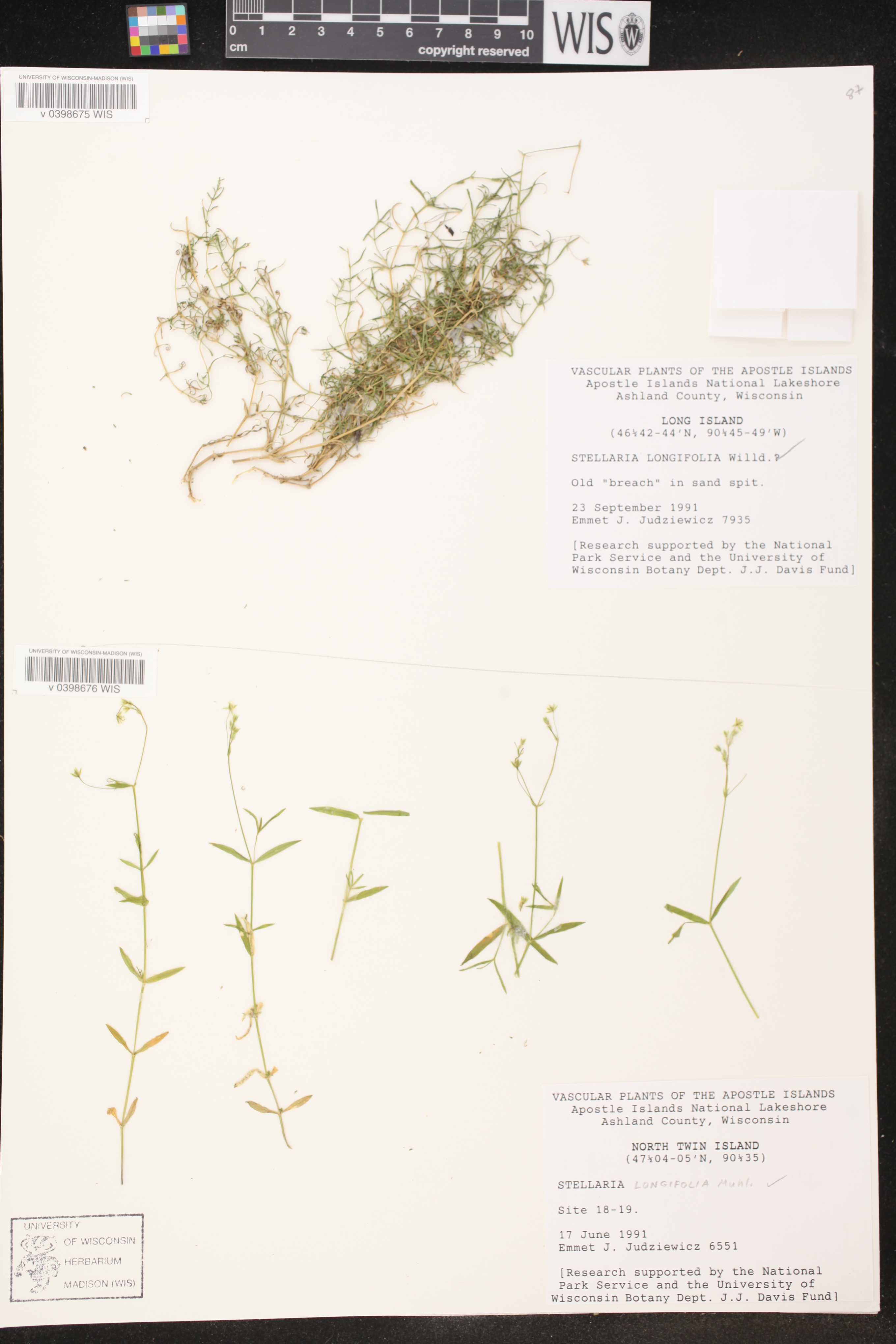 Stellaria longifolia image