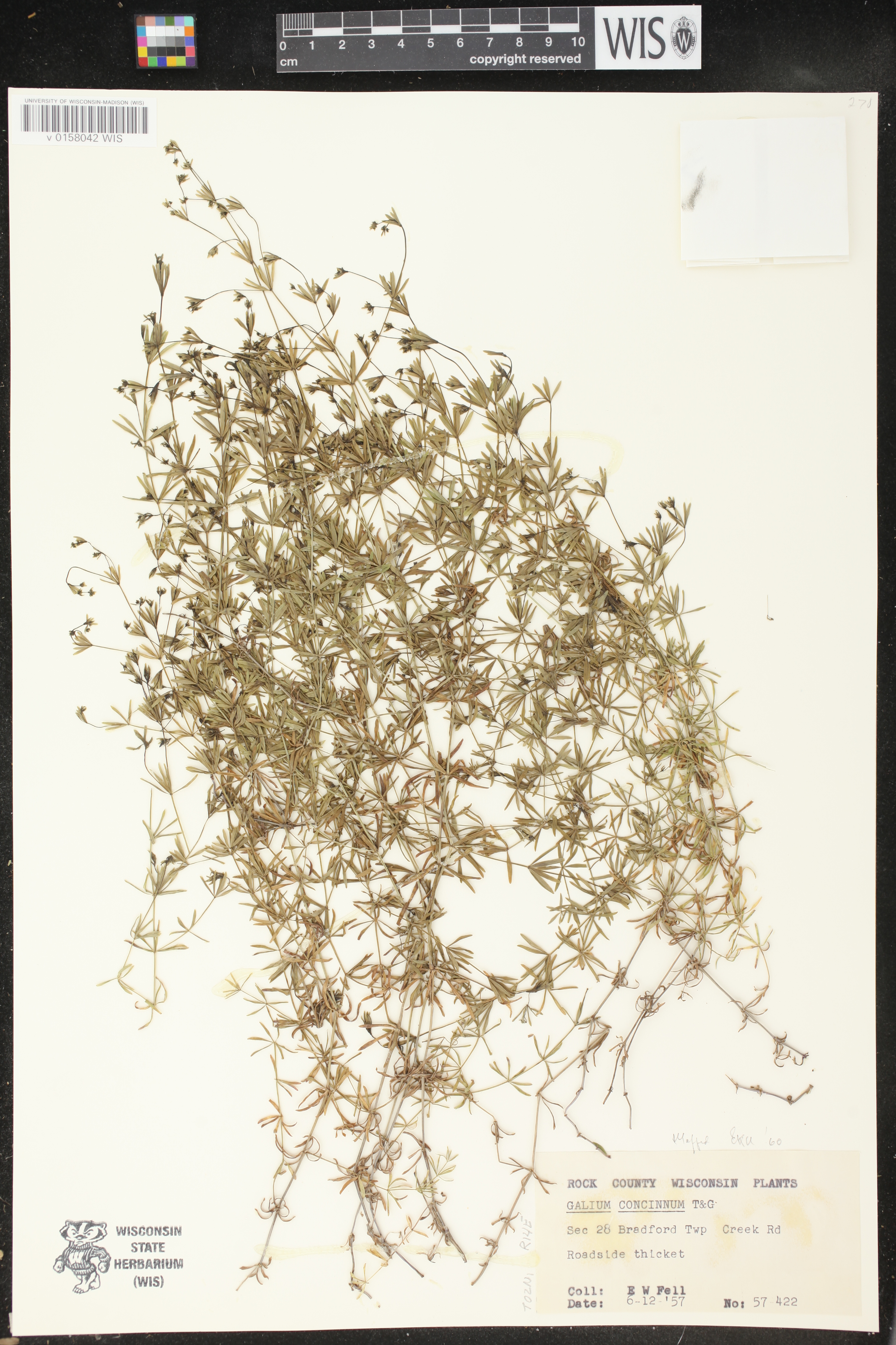 Galium concinnum image