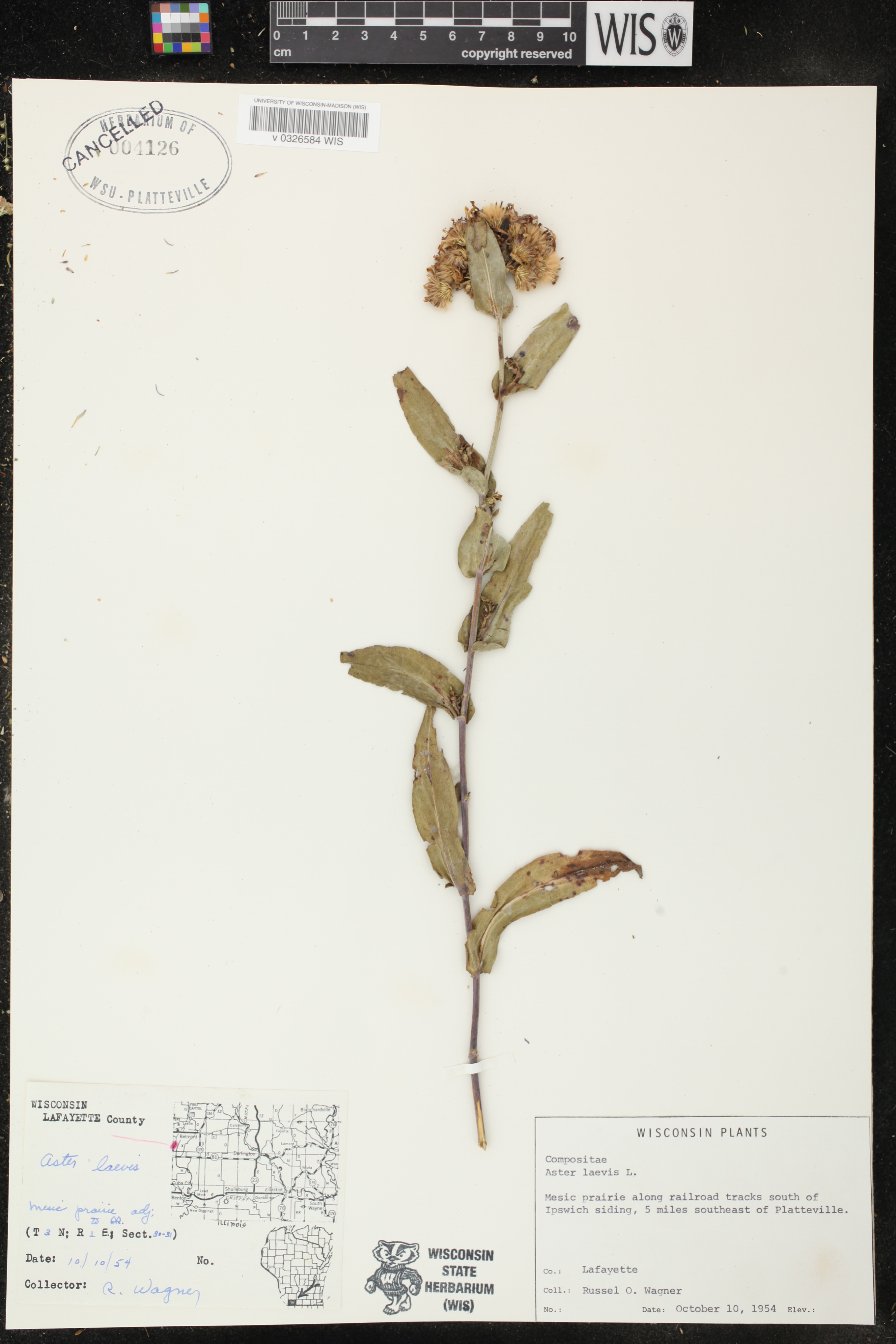 Symphyotrichum laeve var. laeve image