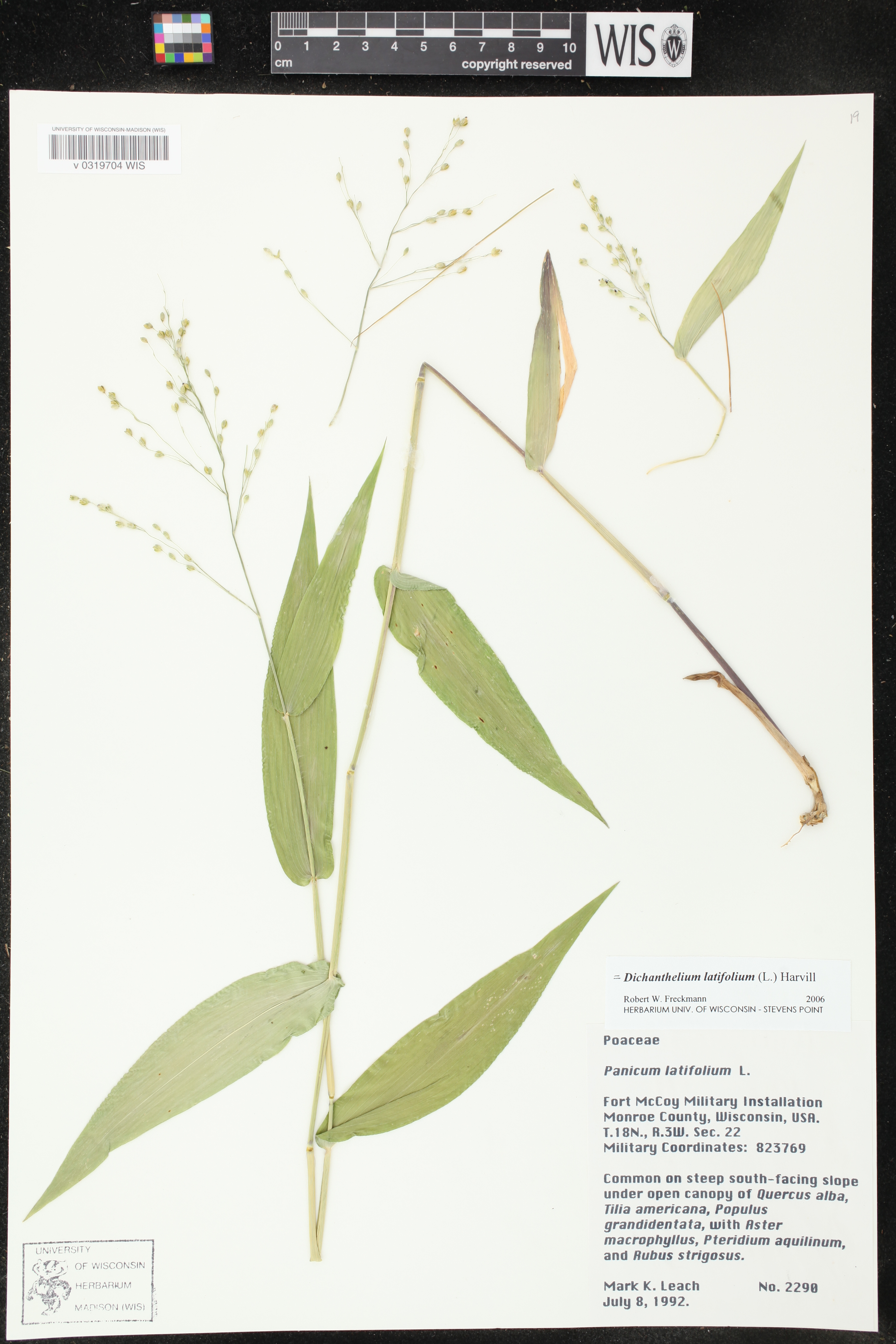 Dichanthelium latifolium image