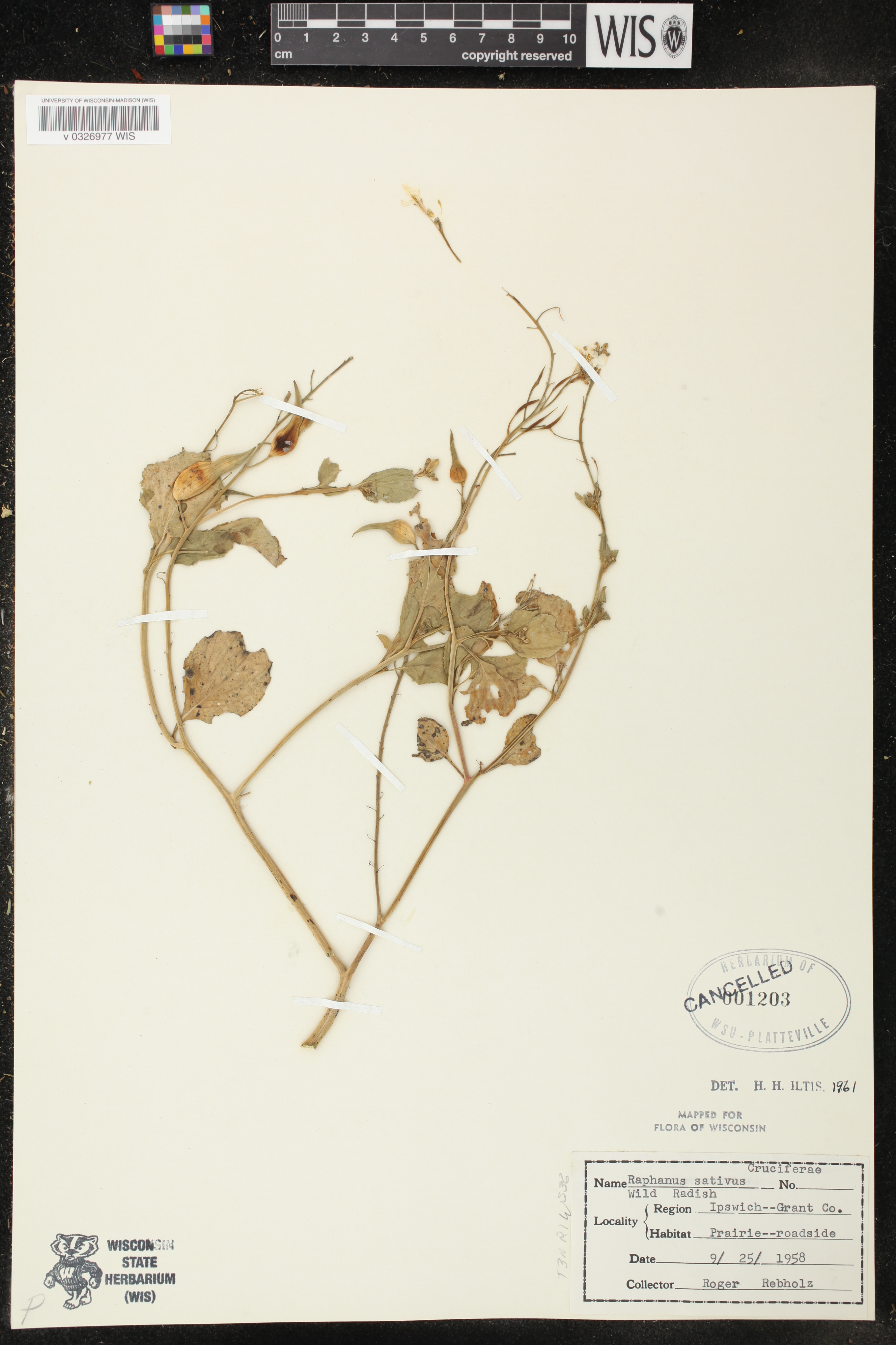 Raphanus sativus image
