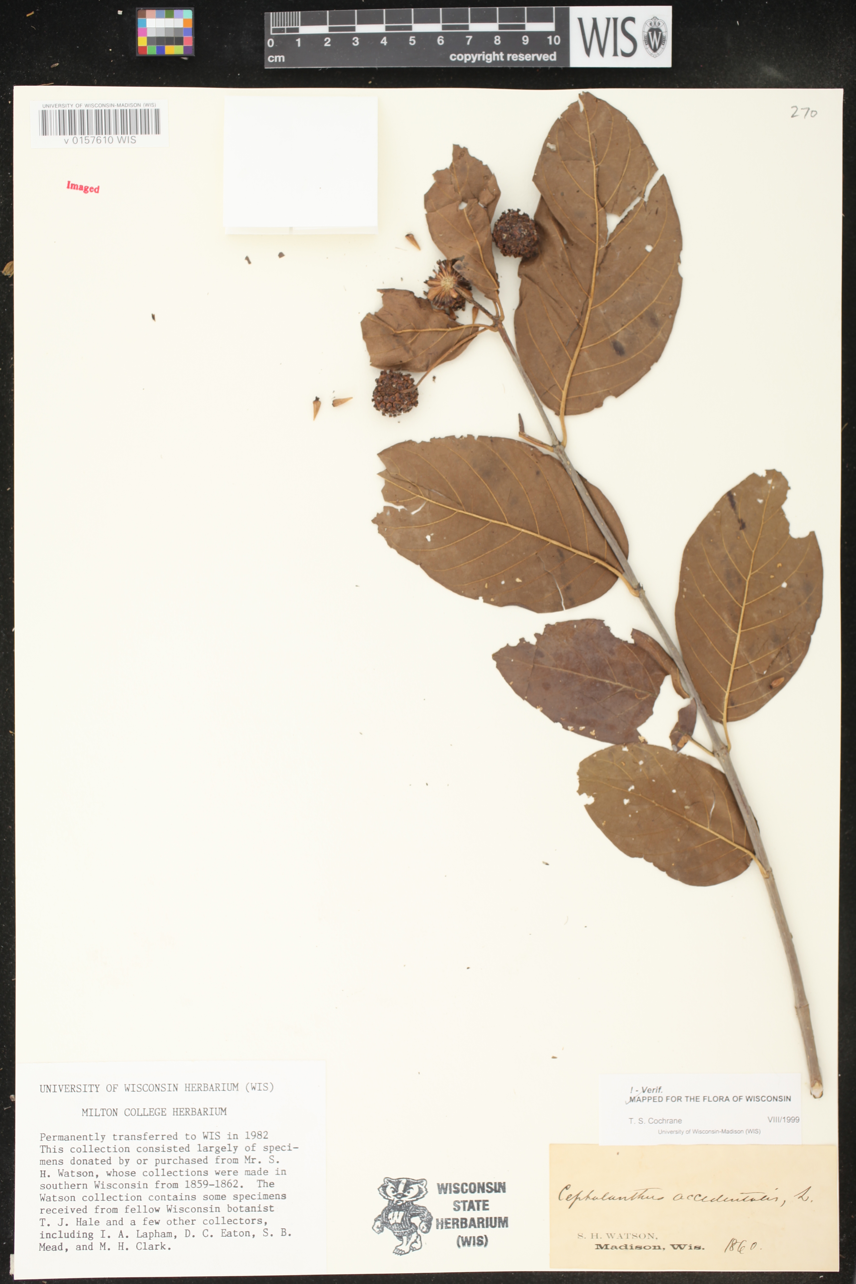 Cephalanthus occidentalis image