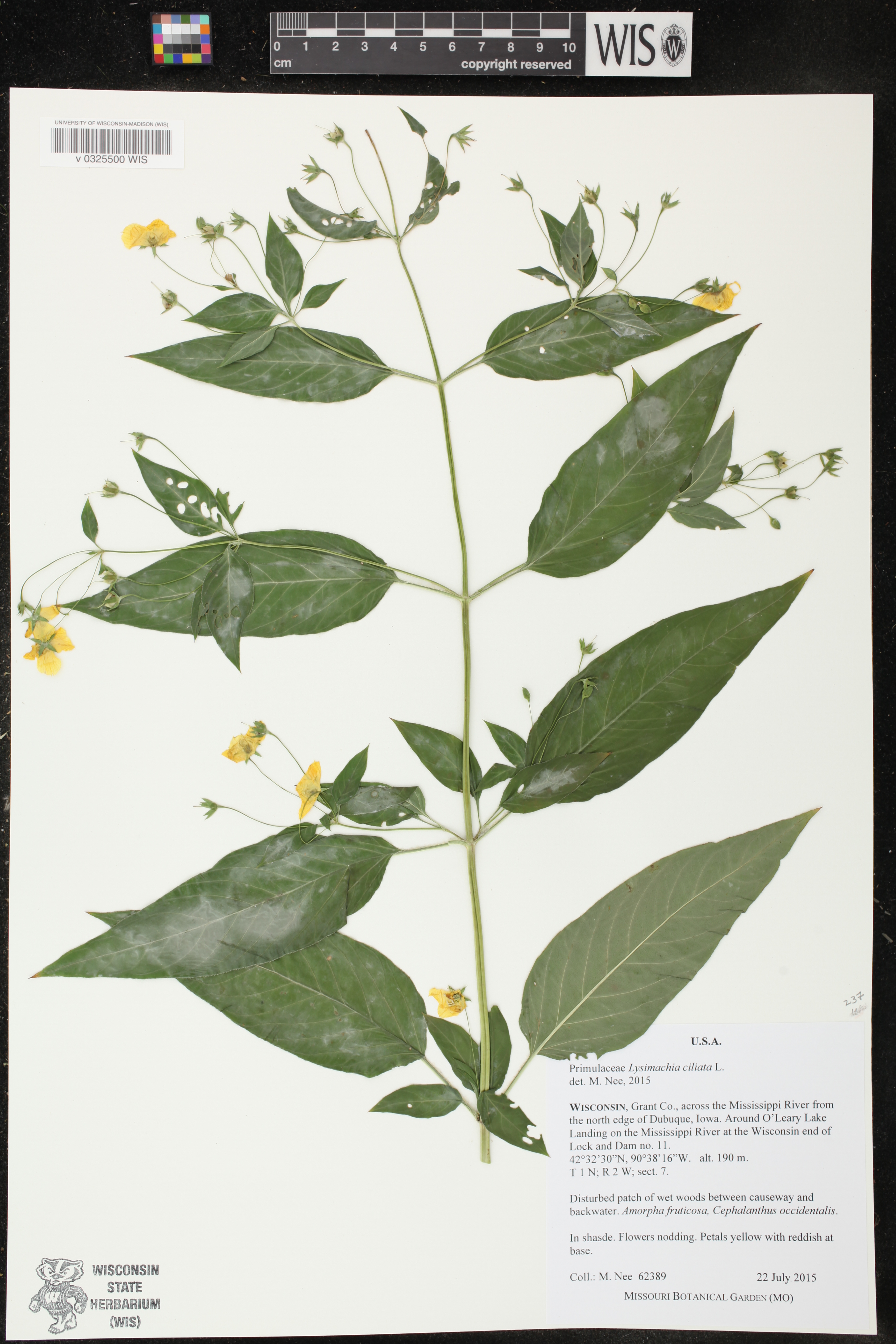 Lysimachia ciliata image