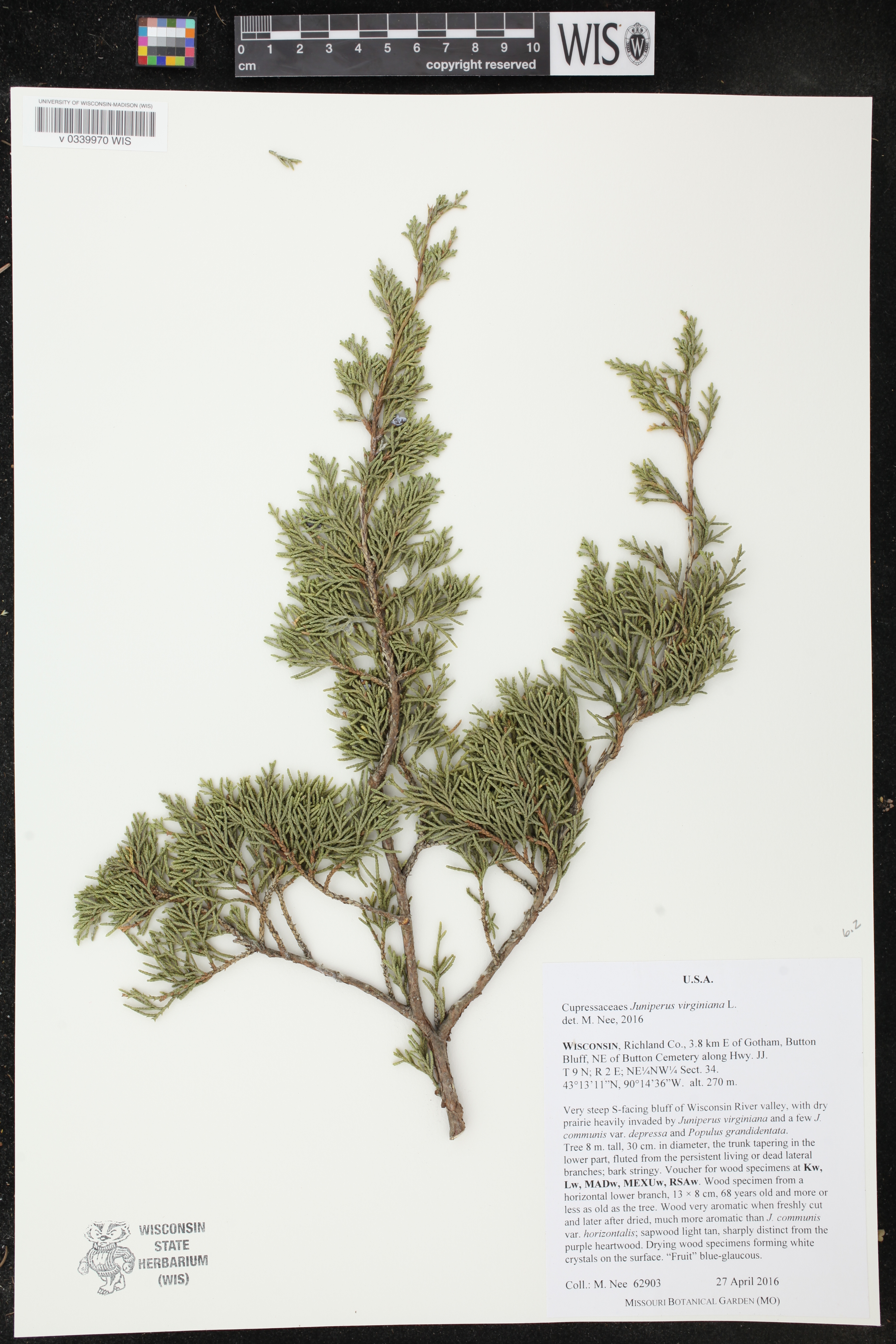Juniperus virginiana image