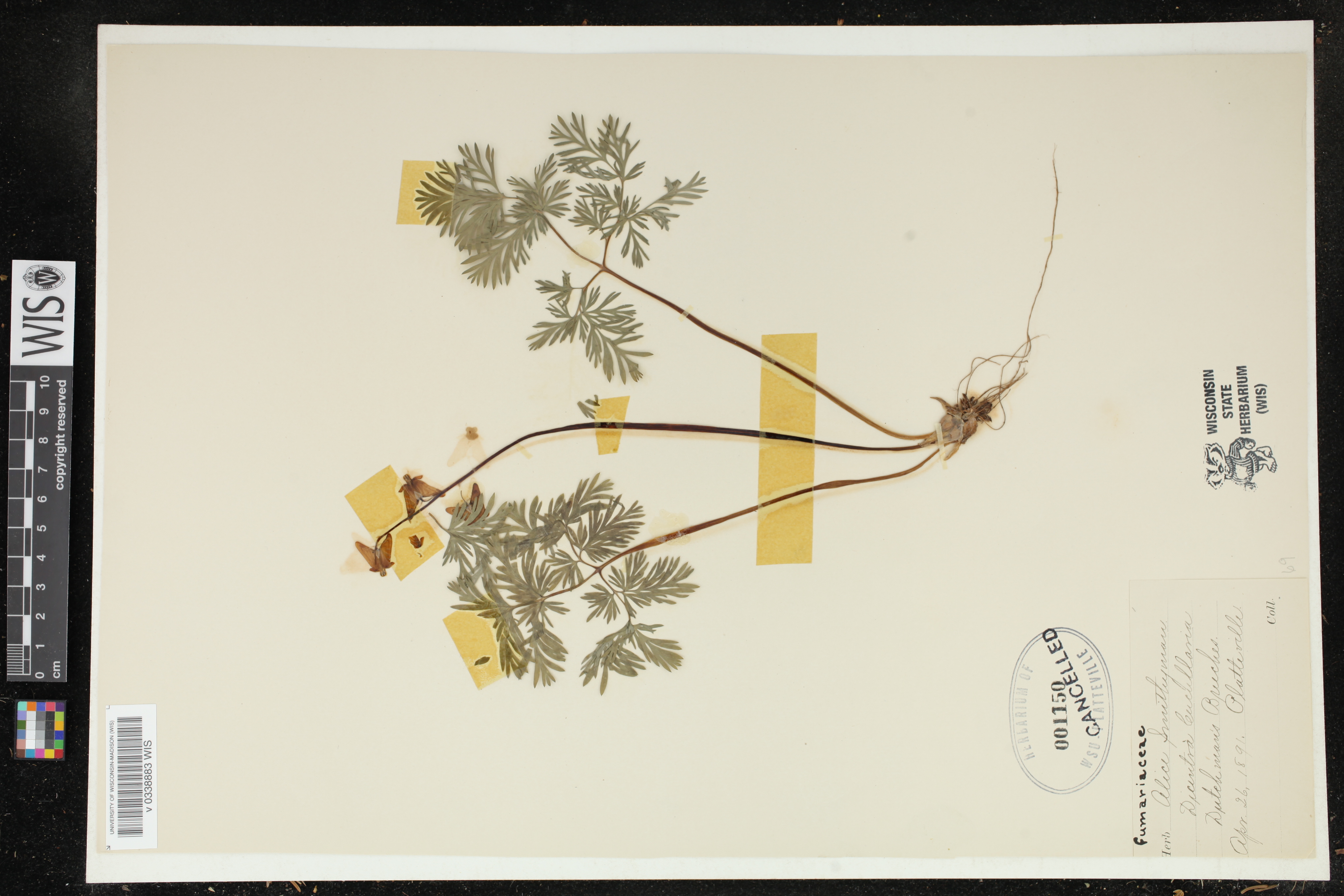Dicentra cucullaria image
