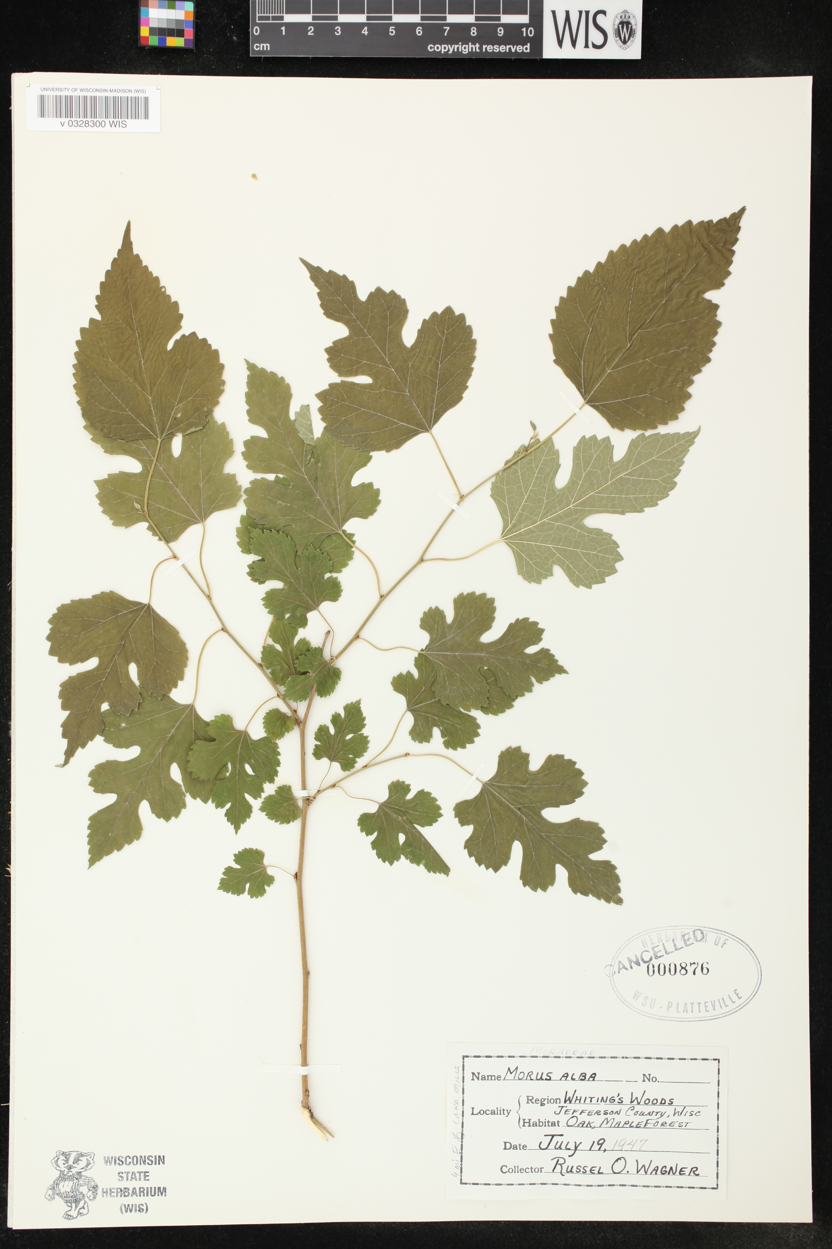 Morus alba image