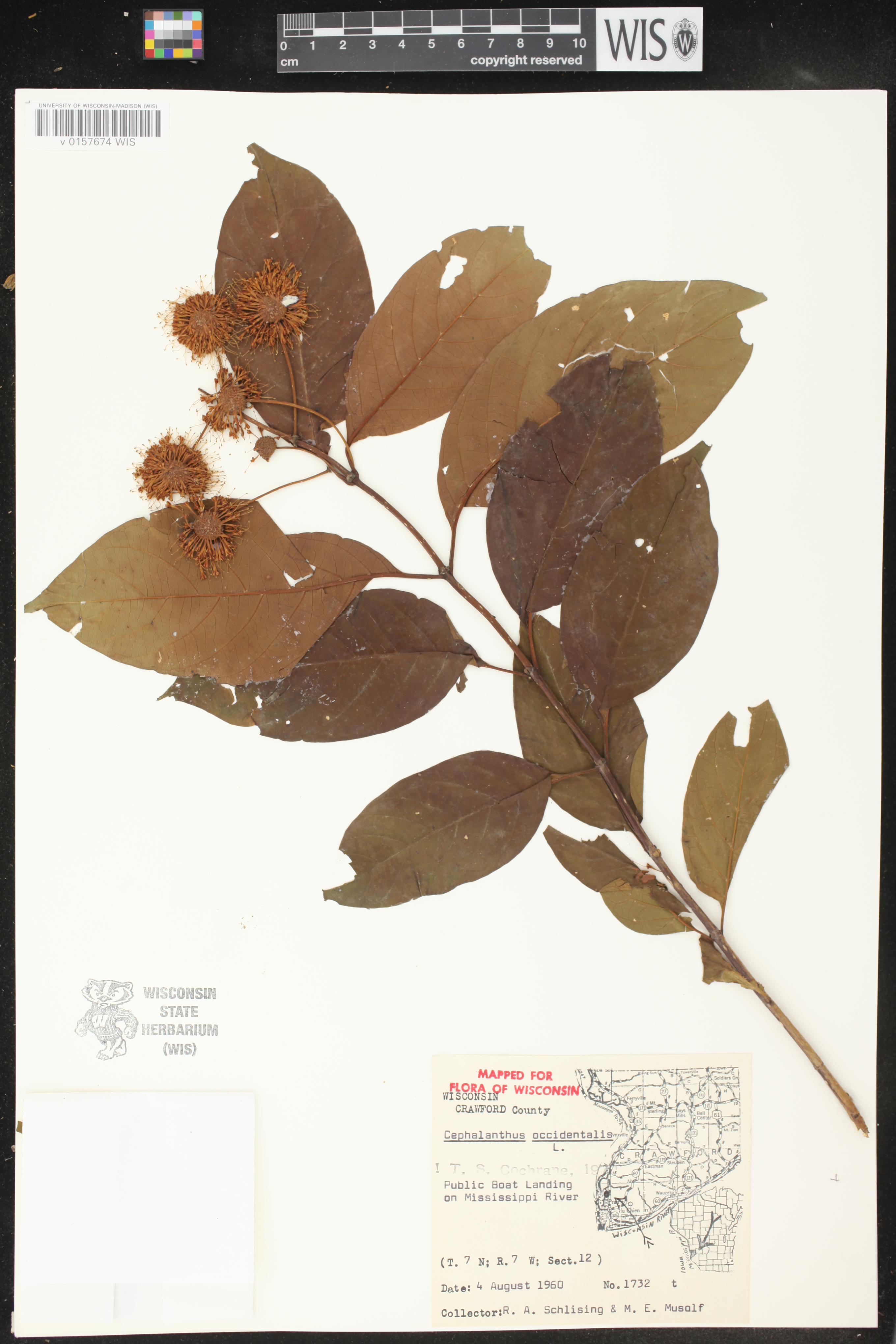 Cephalanthus occidentalis image