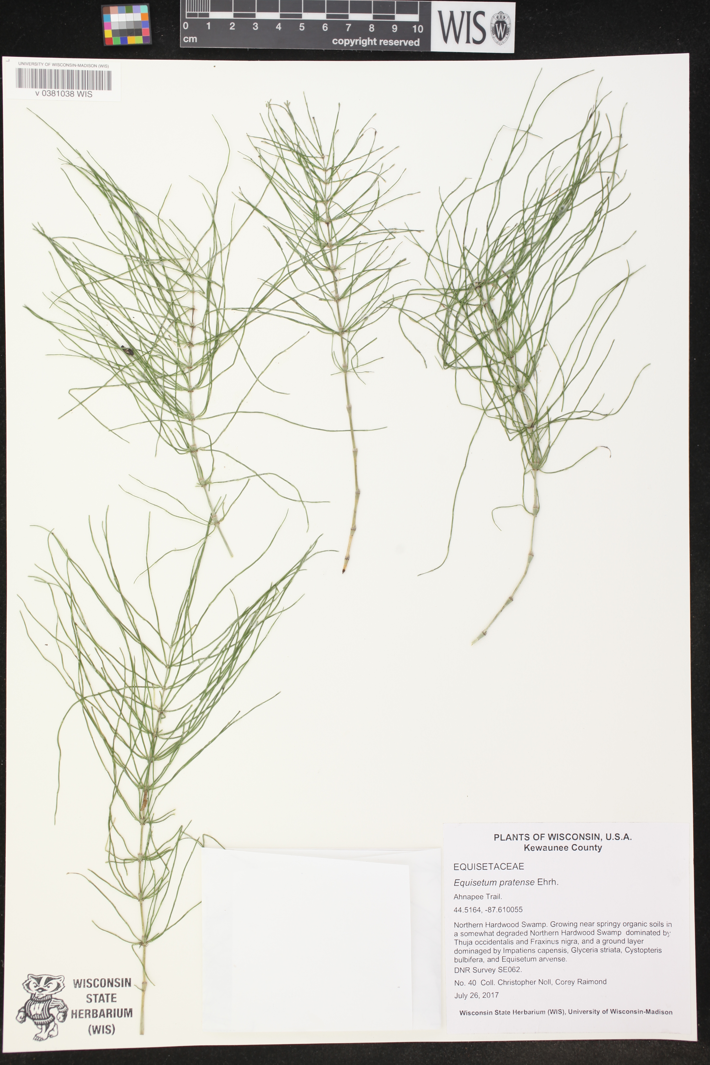 Equisetum pratense image