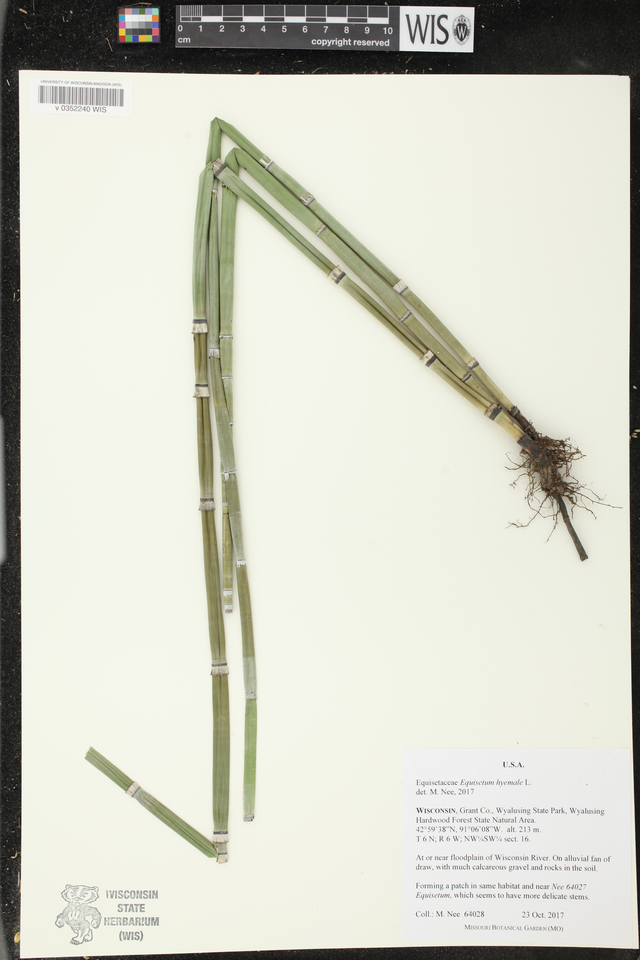 Equisetum hyemale image