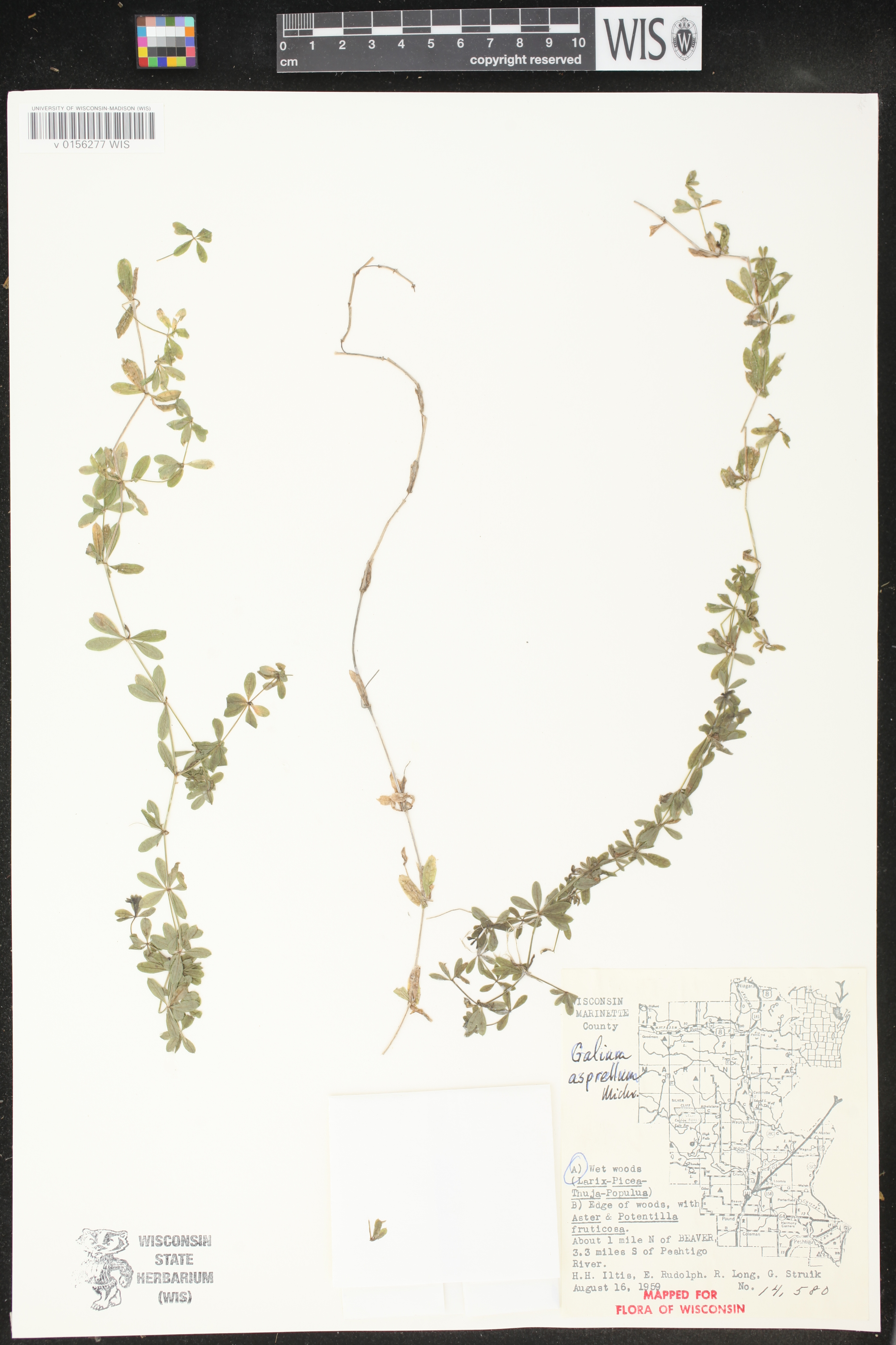 Galium asprellum image