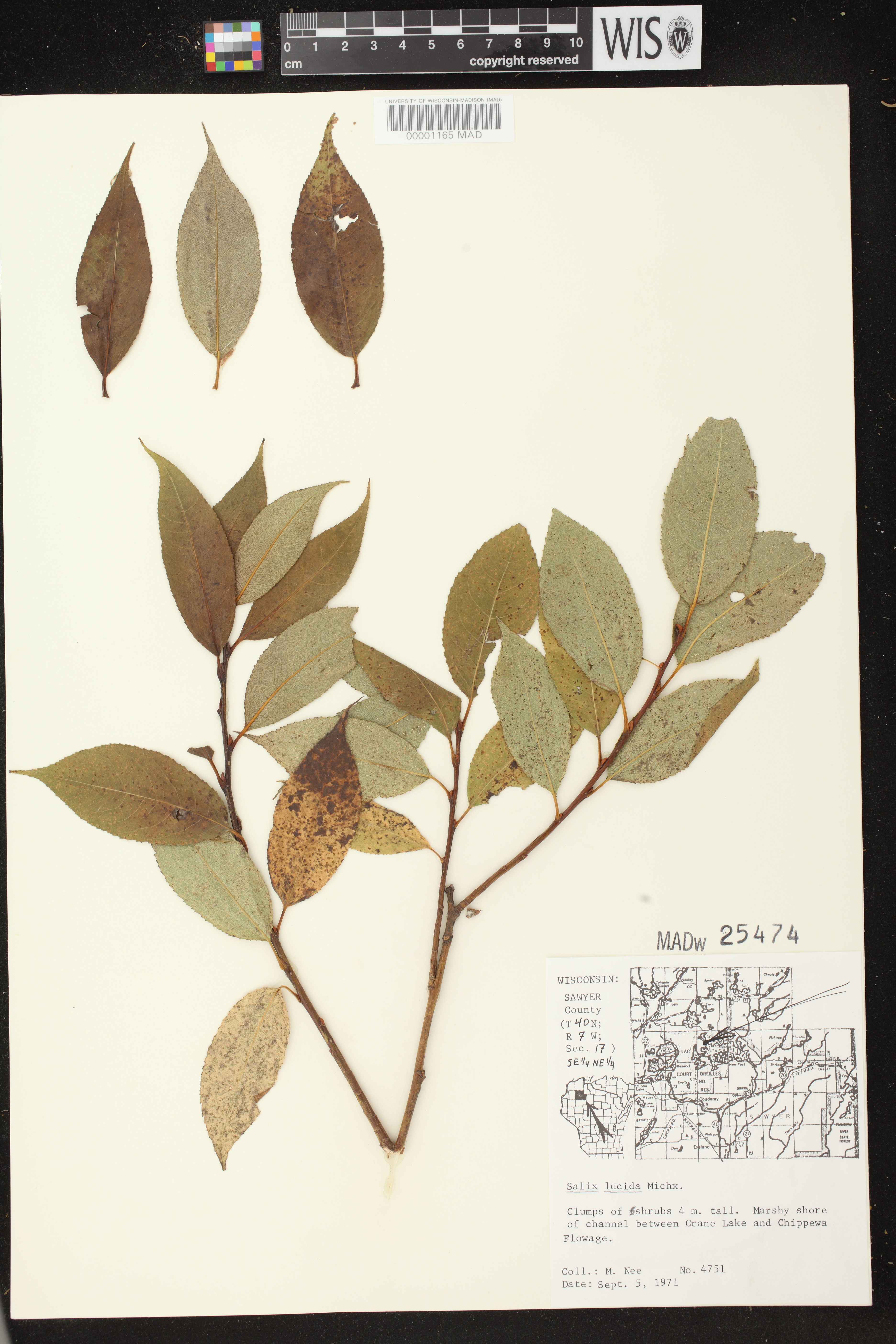 Salix lucida image