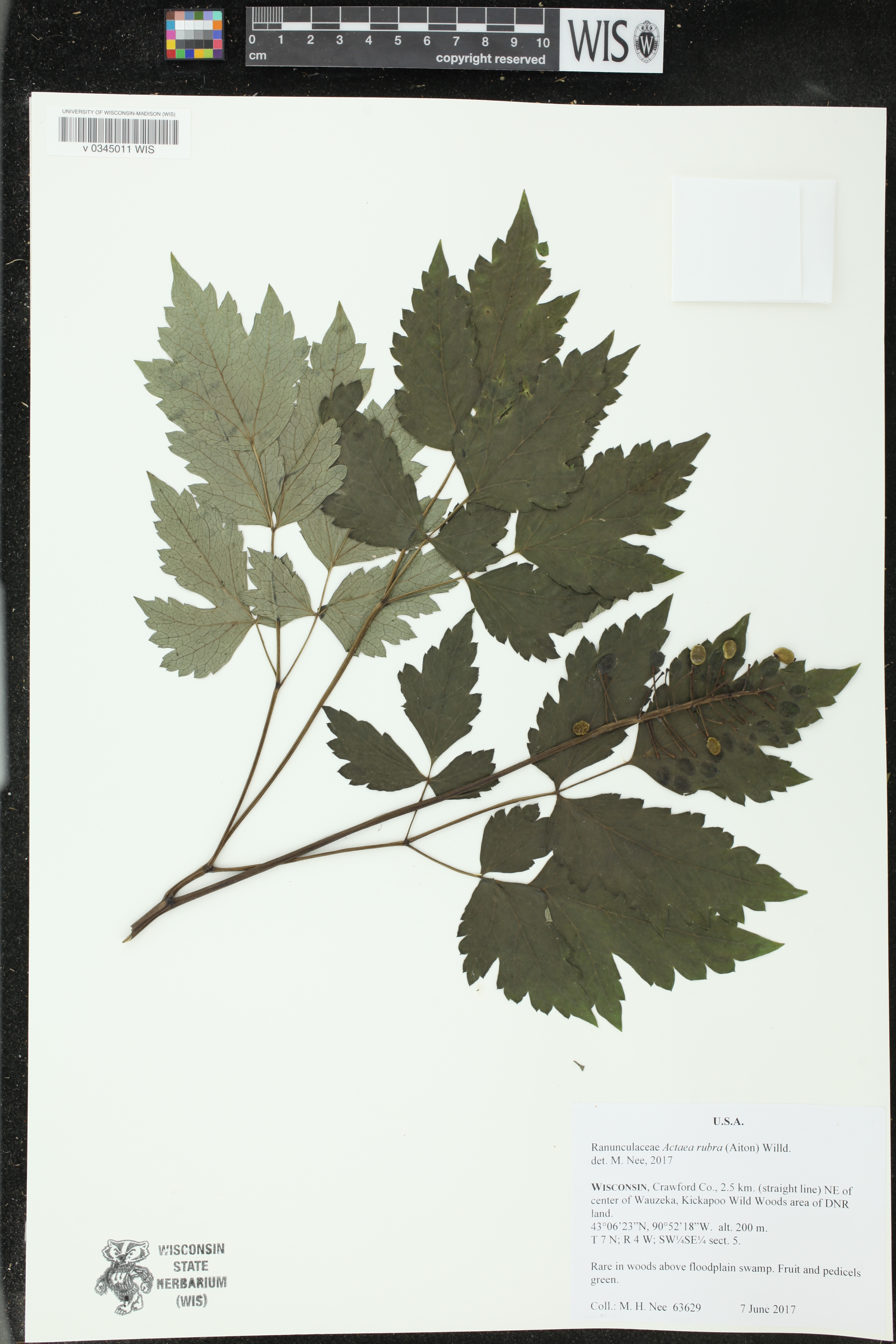 Actaea rubra image