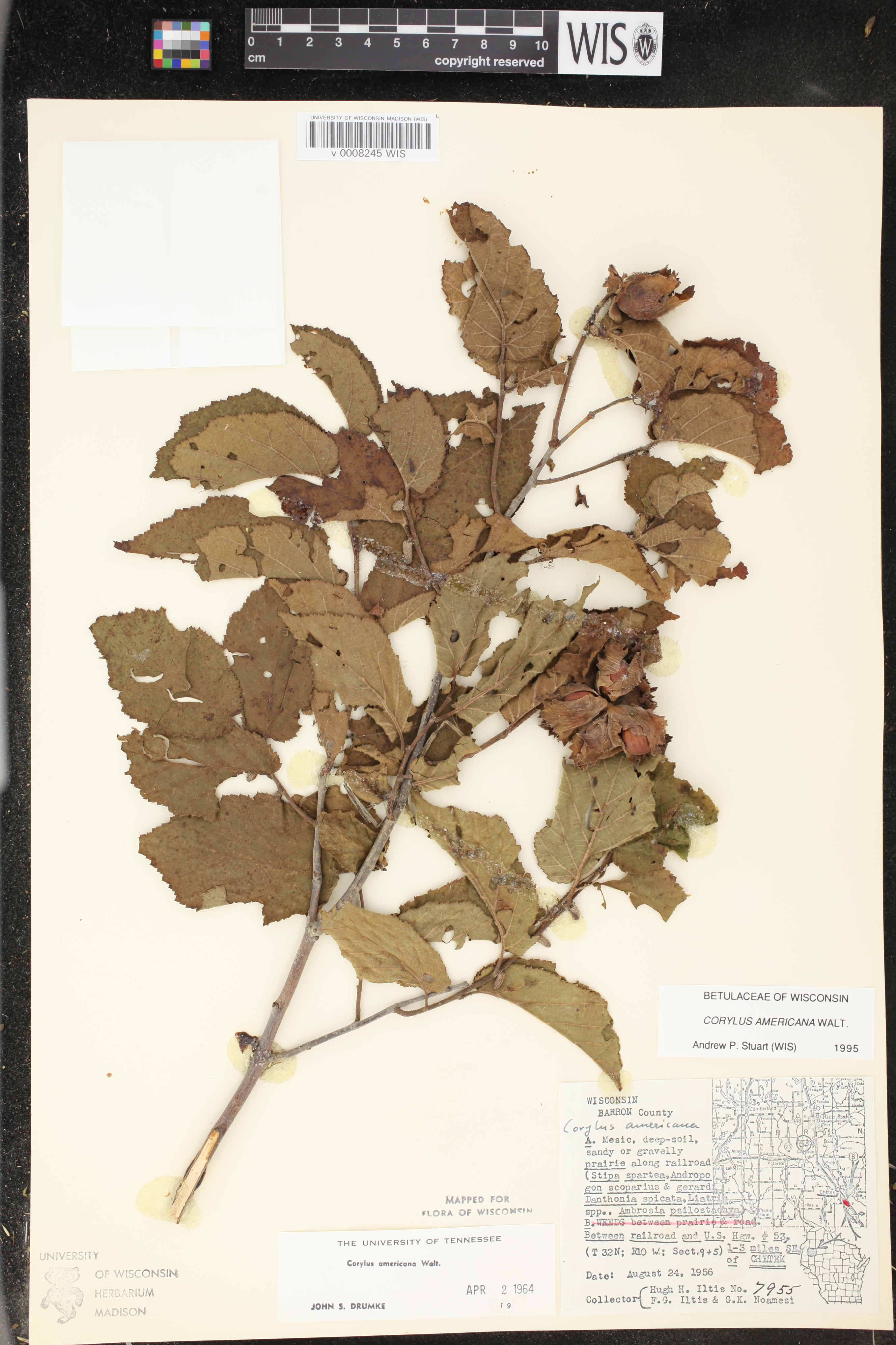 Corylus americana image