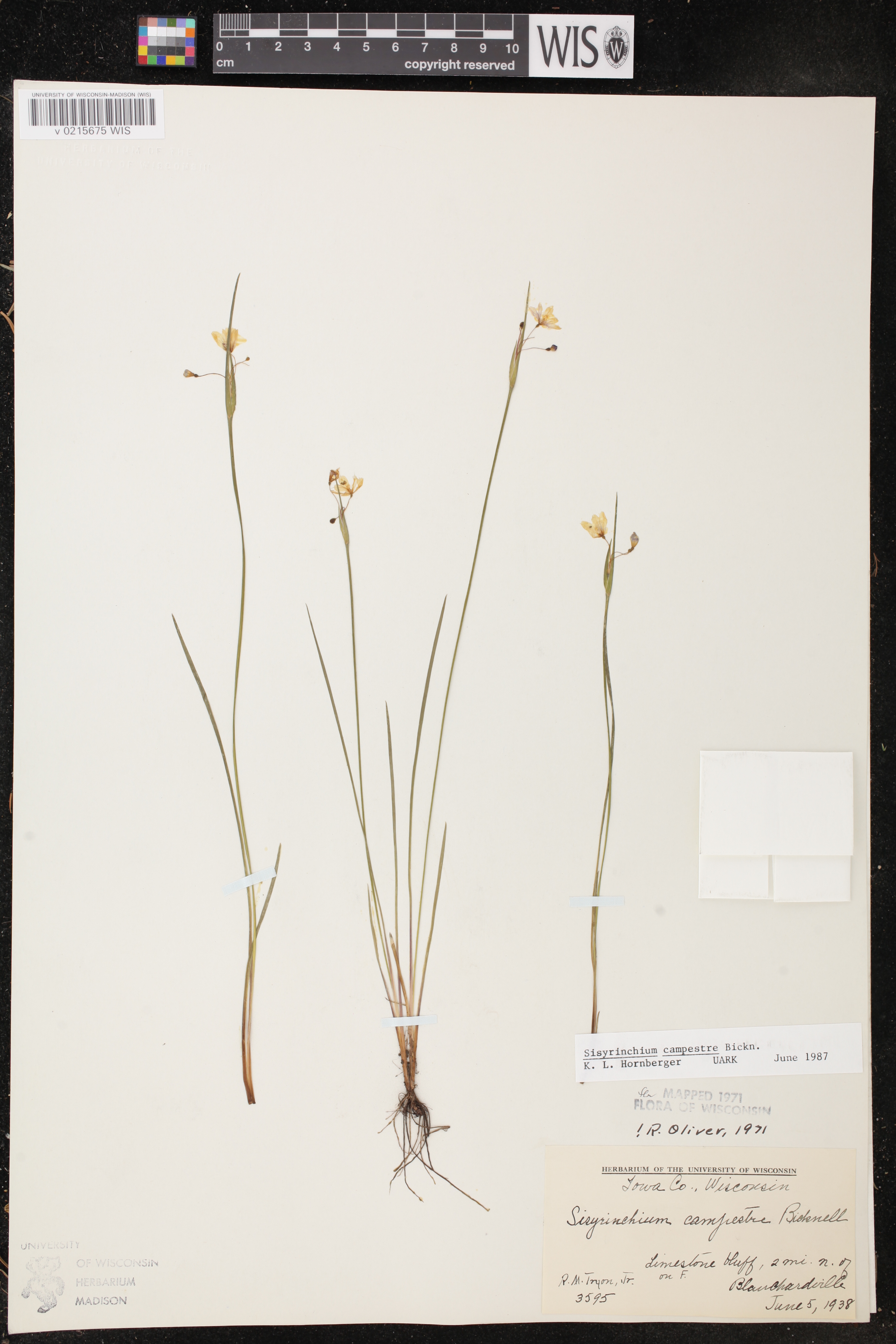 Sisyrinchium campestre image