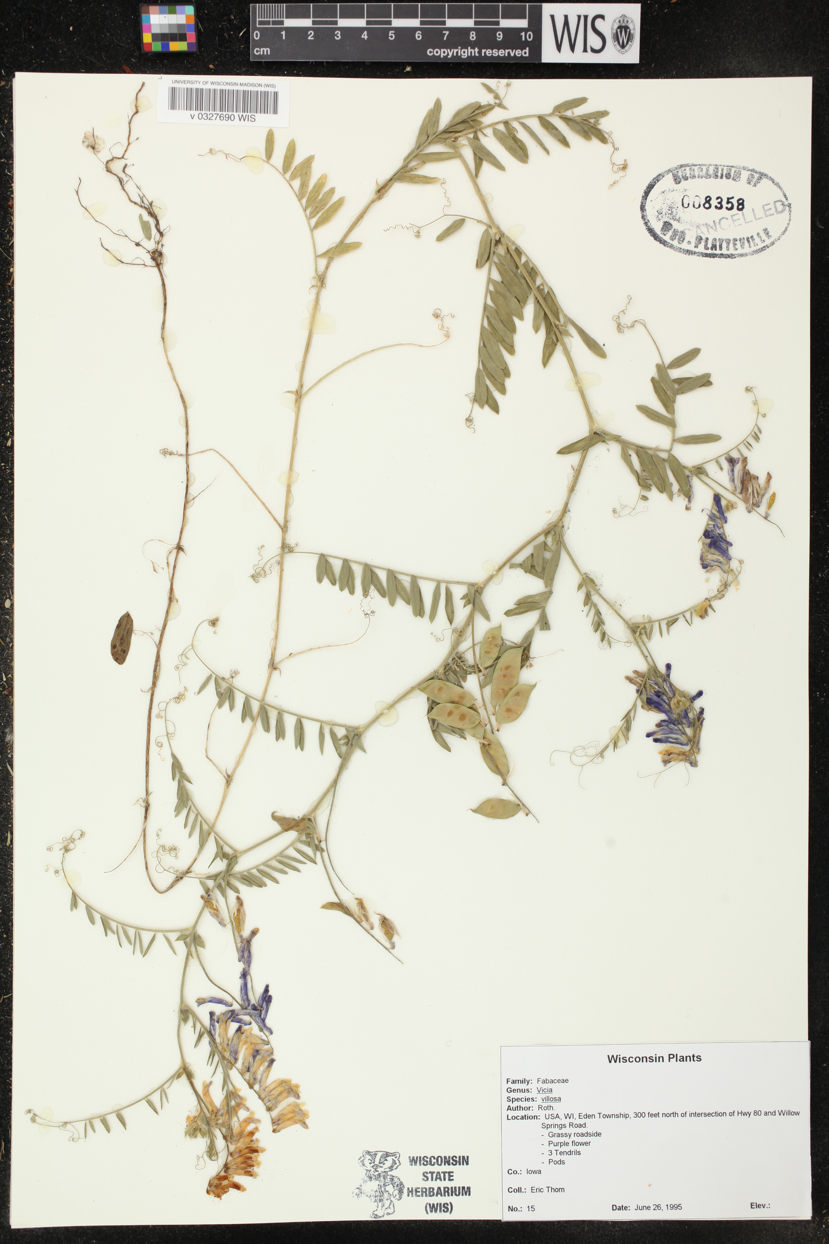 Vicia villosa image