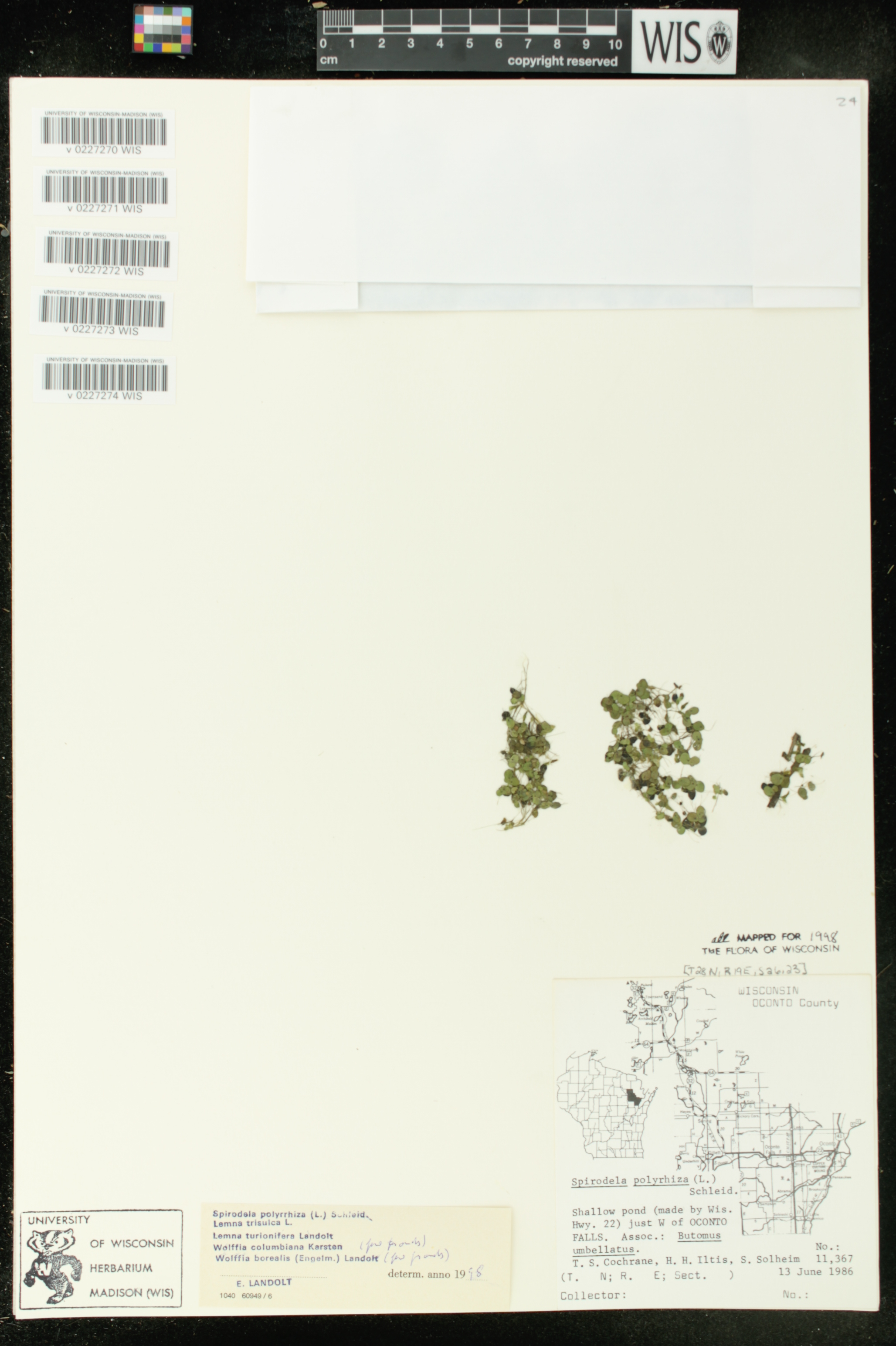 Lemna turionifera image