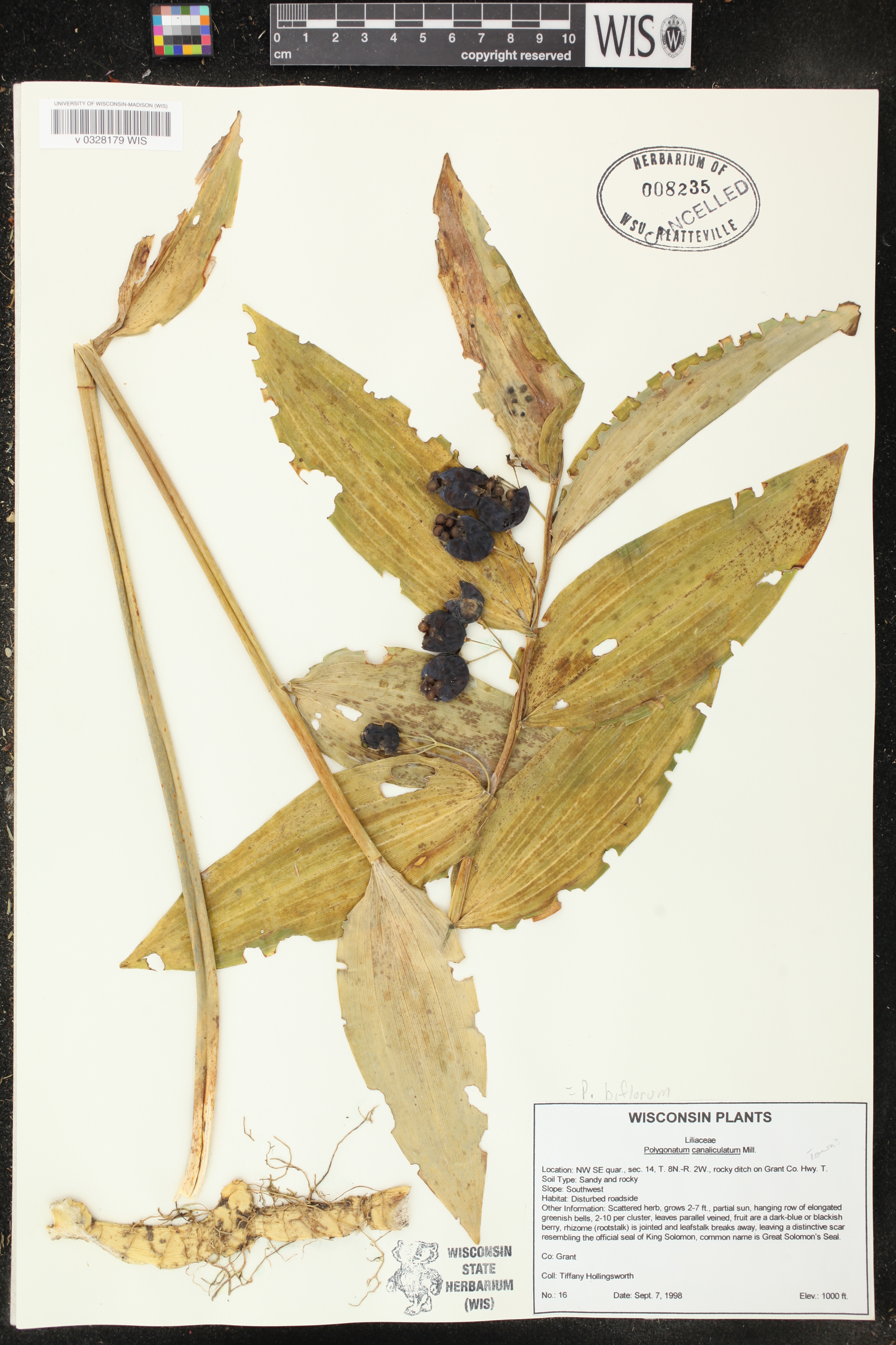 Polygonatum biflorum image