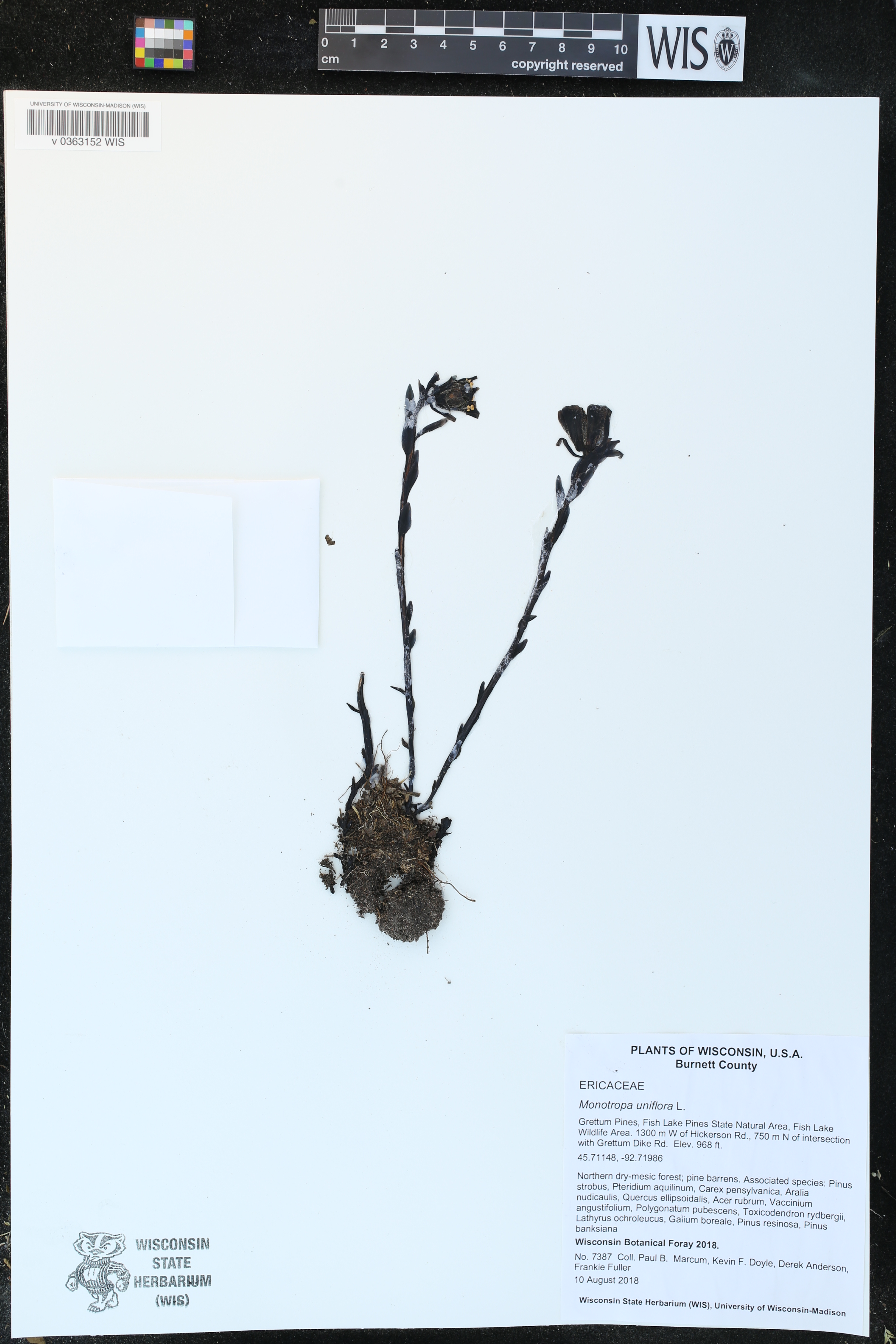 Monotropa uniflora image