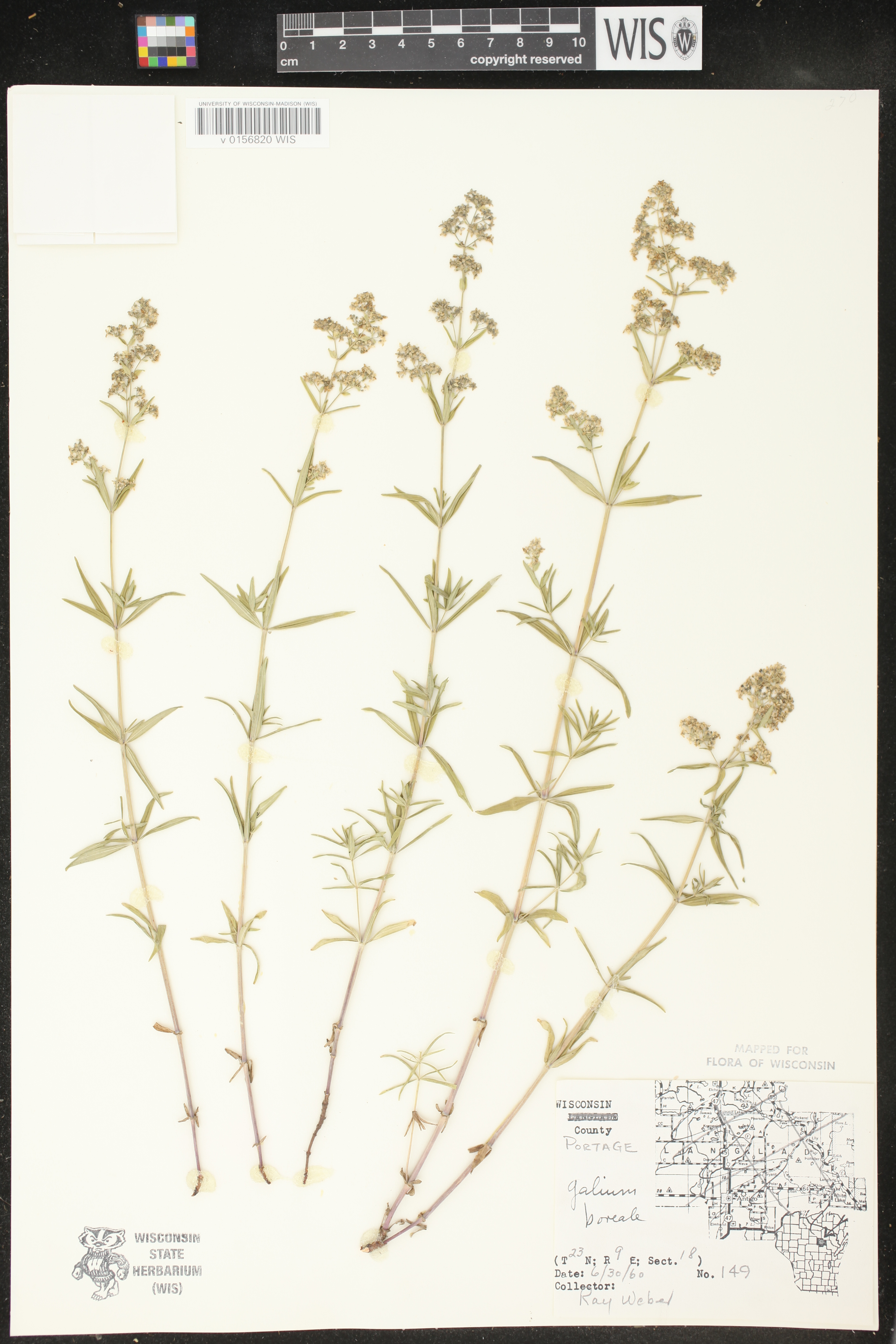 Galium boreale image