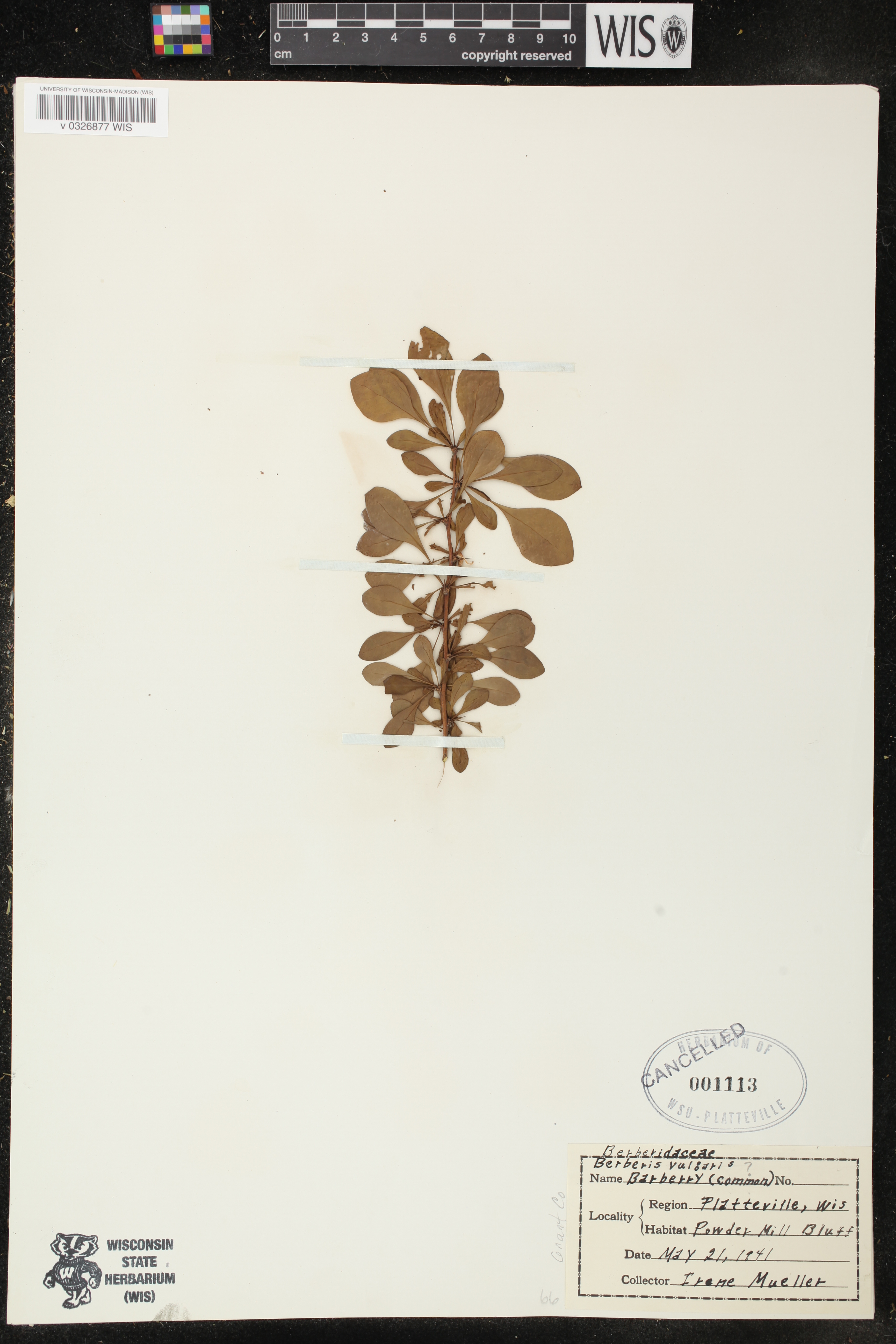 Berberis vulgaris image