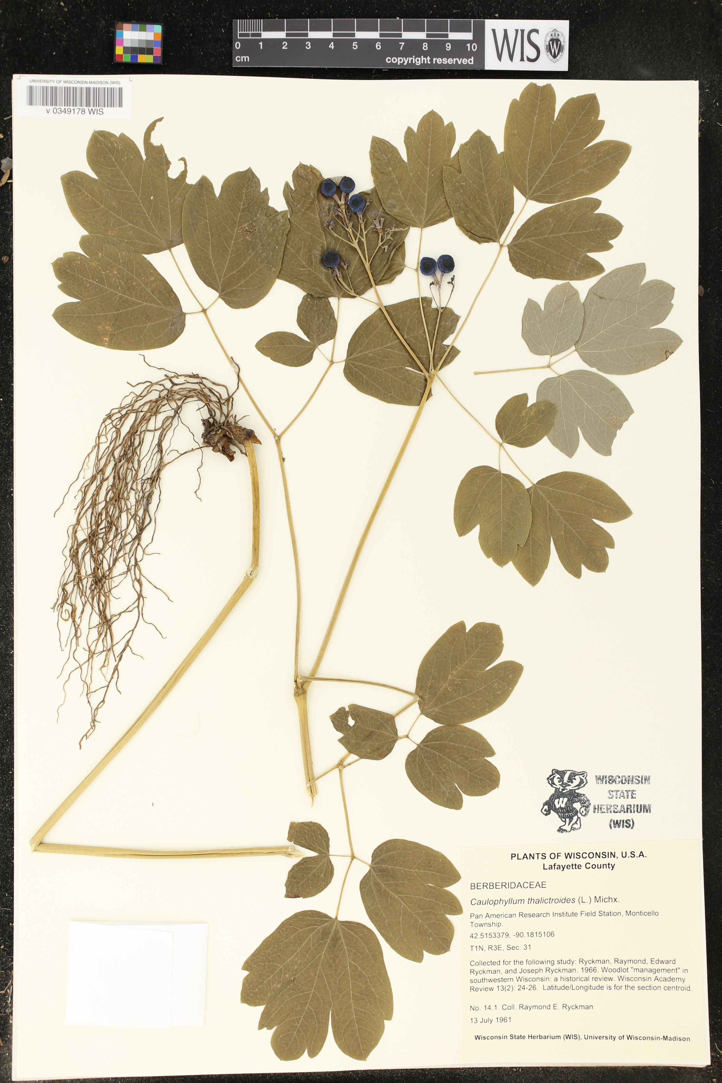 Caulophyllum thalictroides image