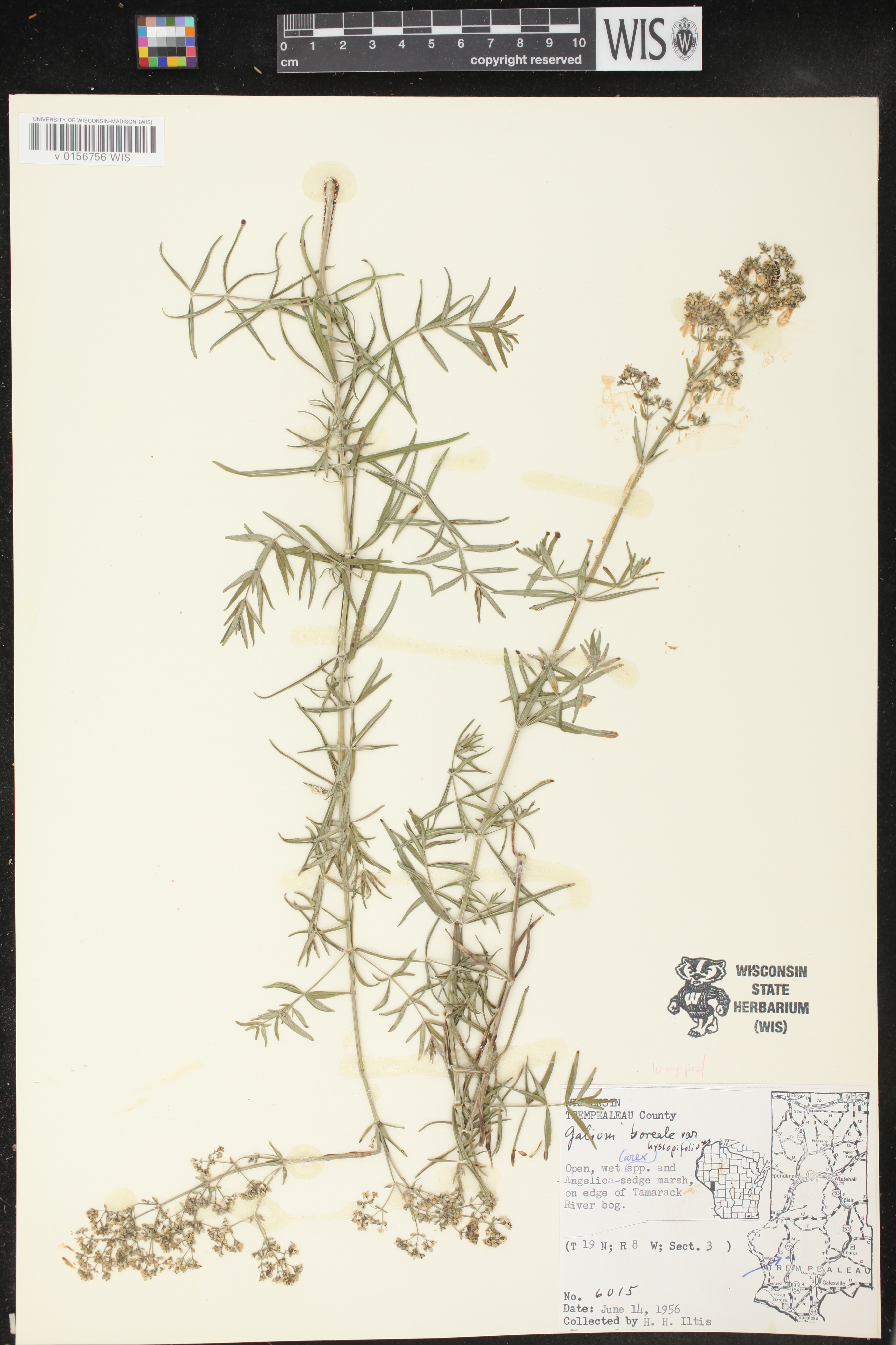 Galium boreale image