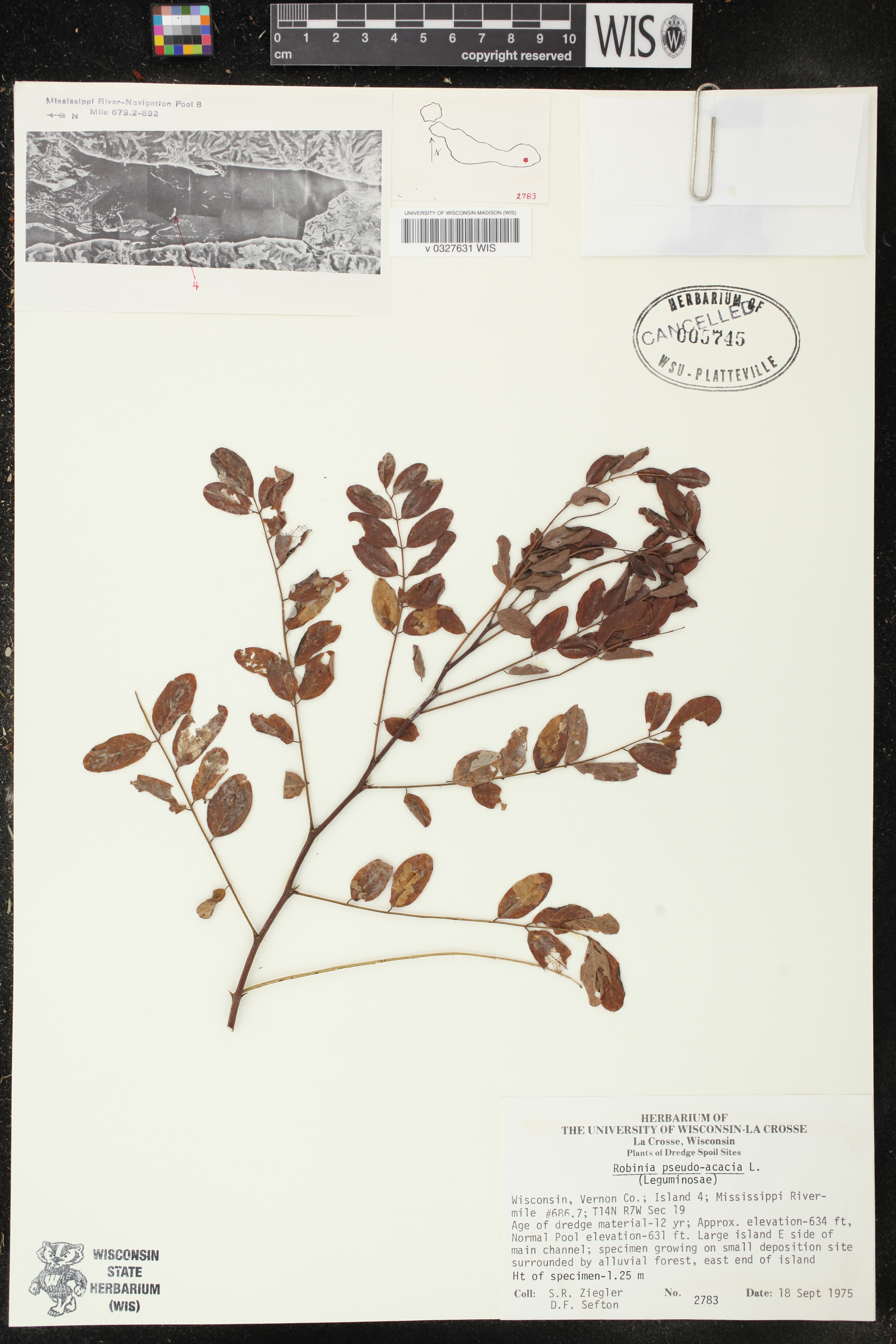 Robinia pseudoacacia image