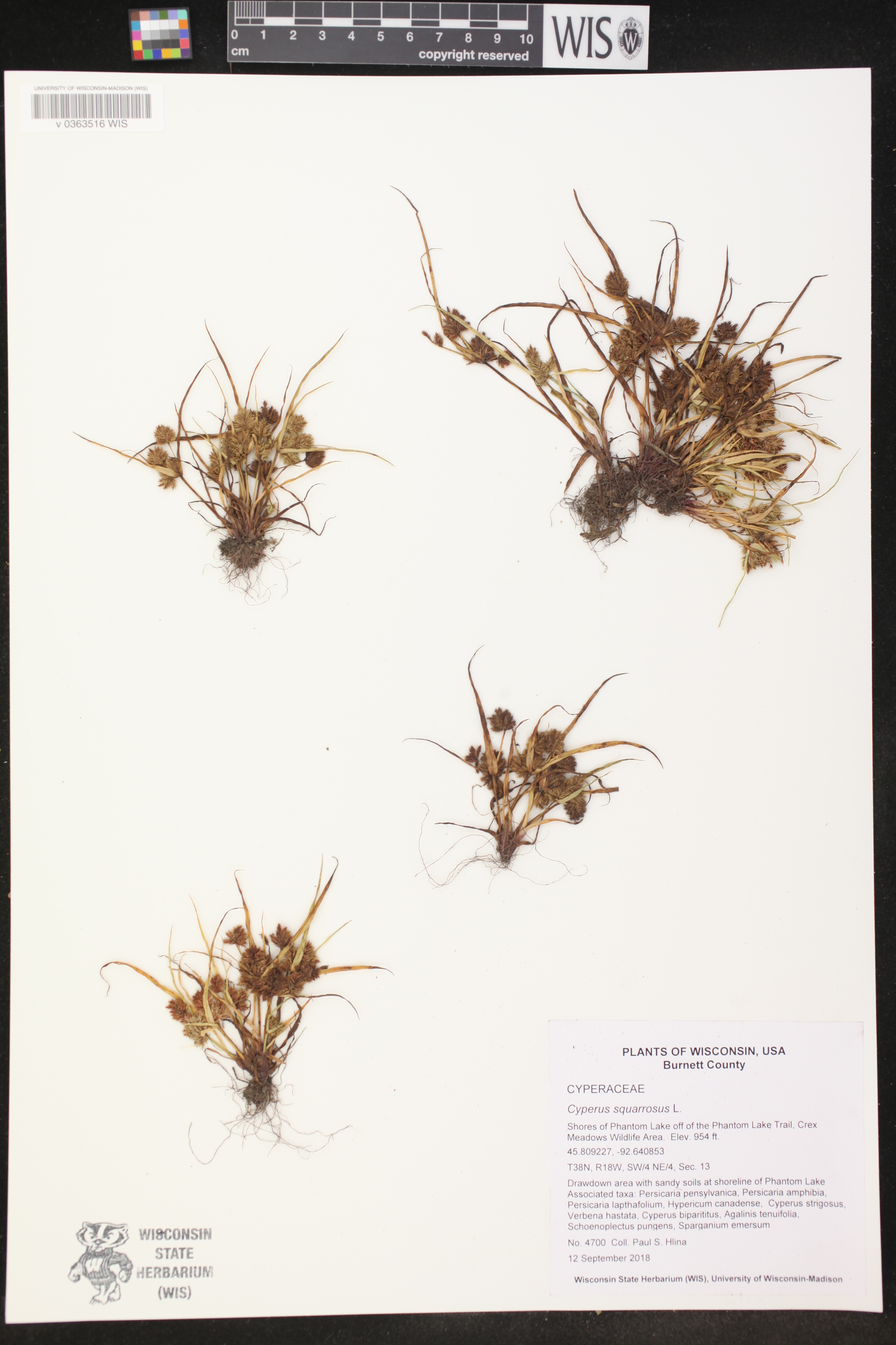 Cyperus squarrosus image