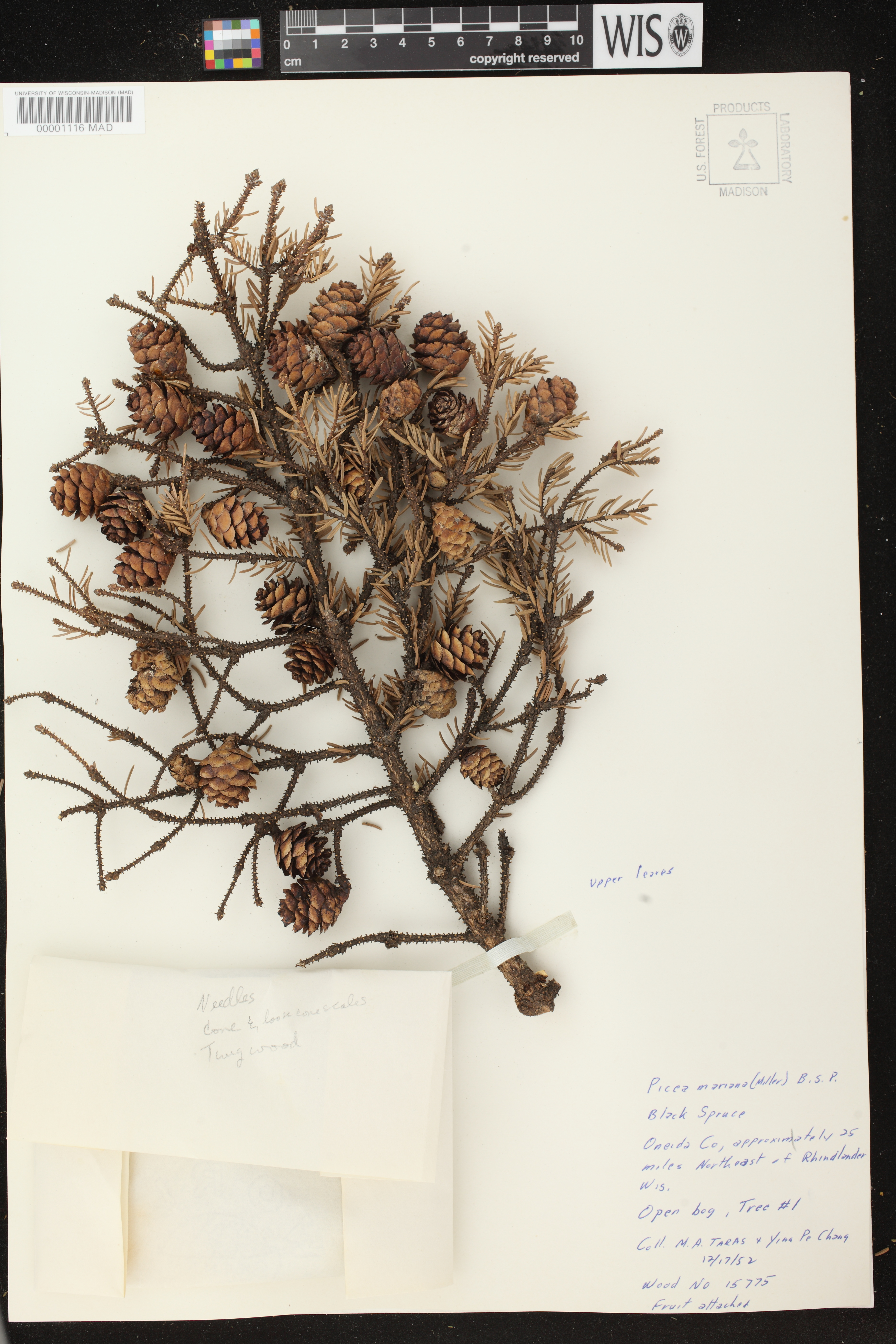 Picea mariana image
