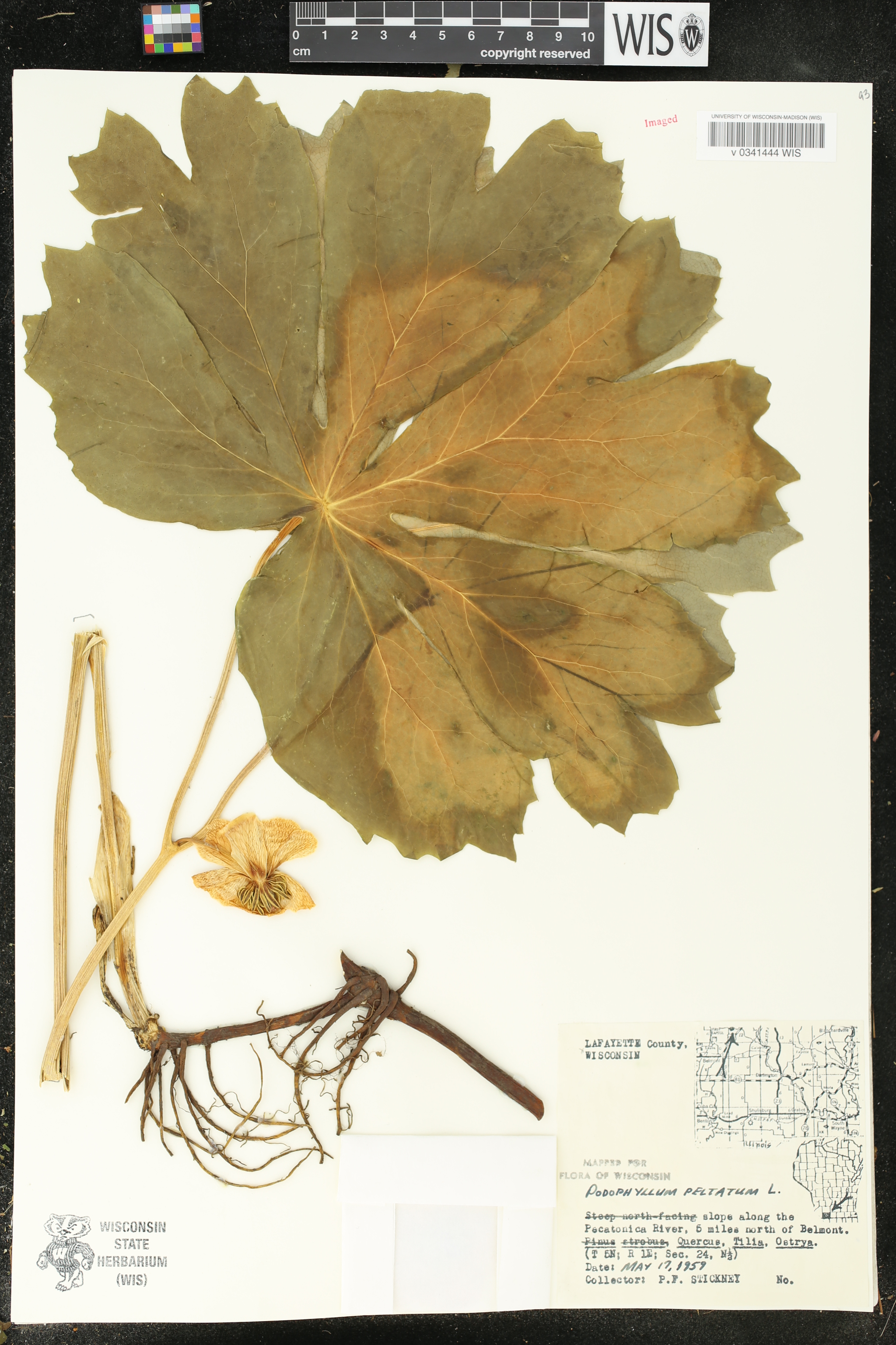 Podophyllum peltatum image