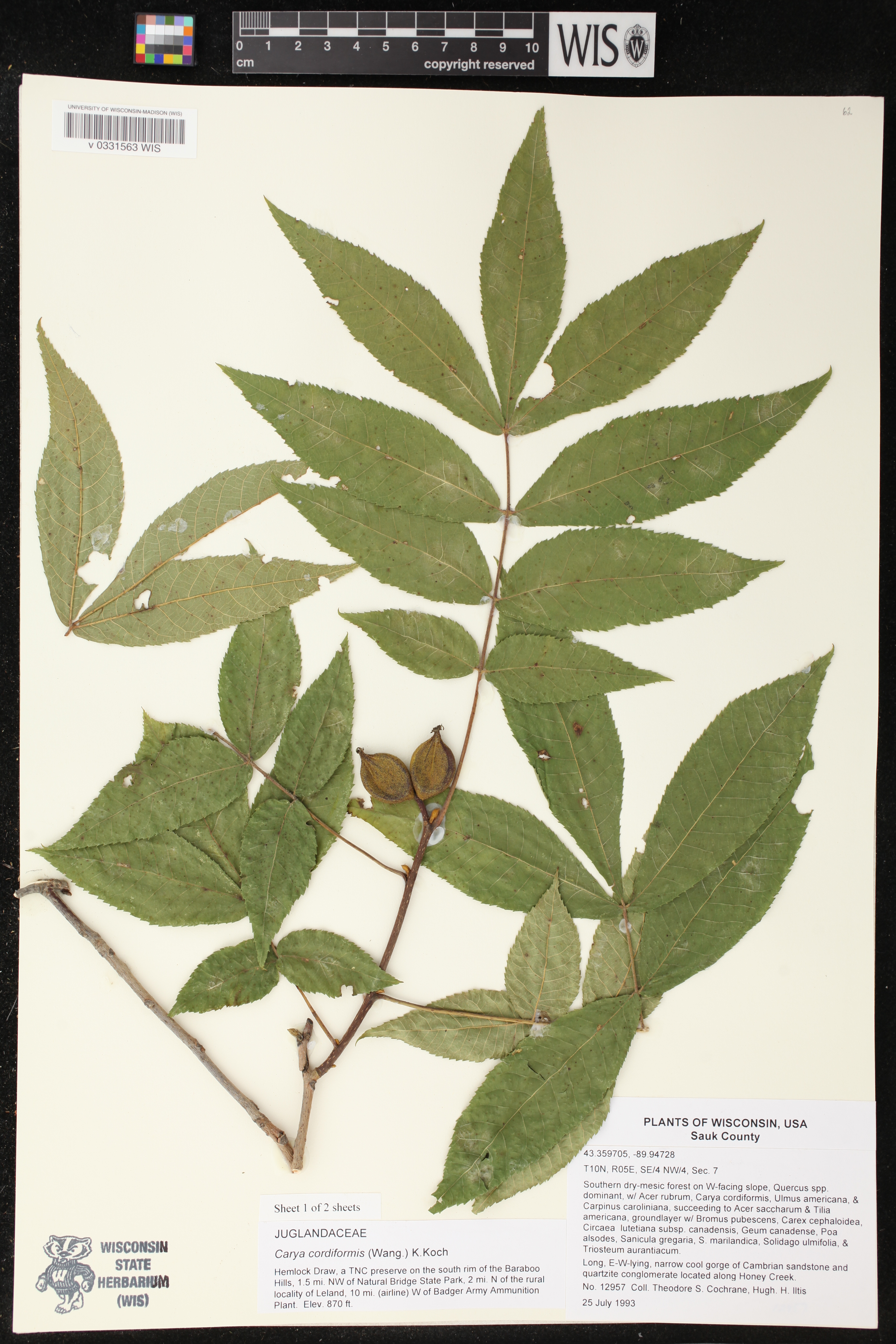 Carya cordiformis image