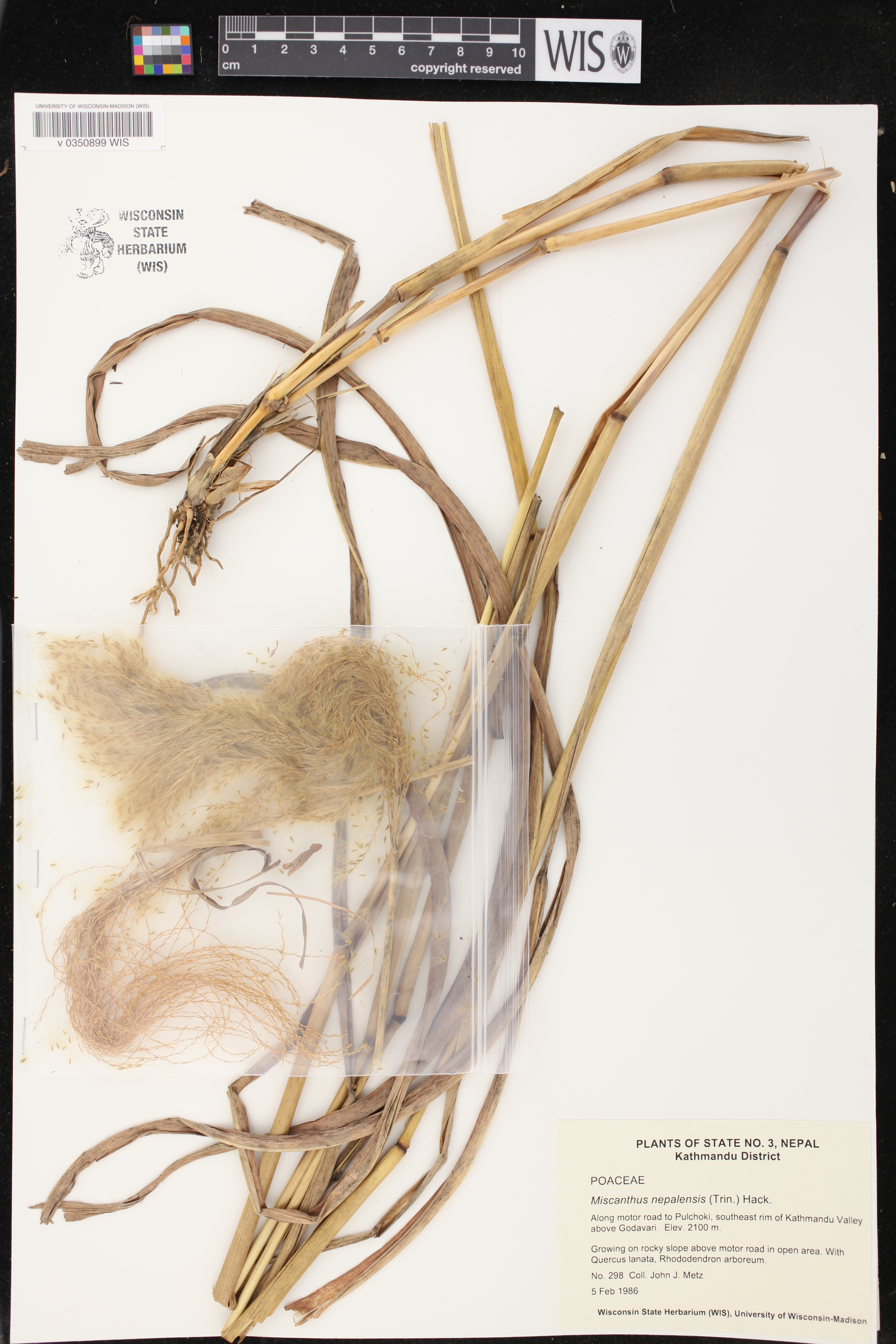 Miscanthus nepalensis image