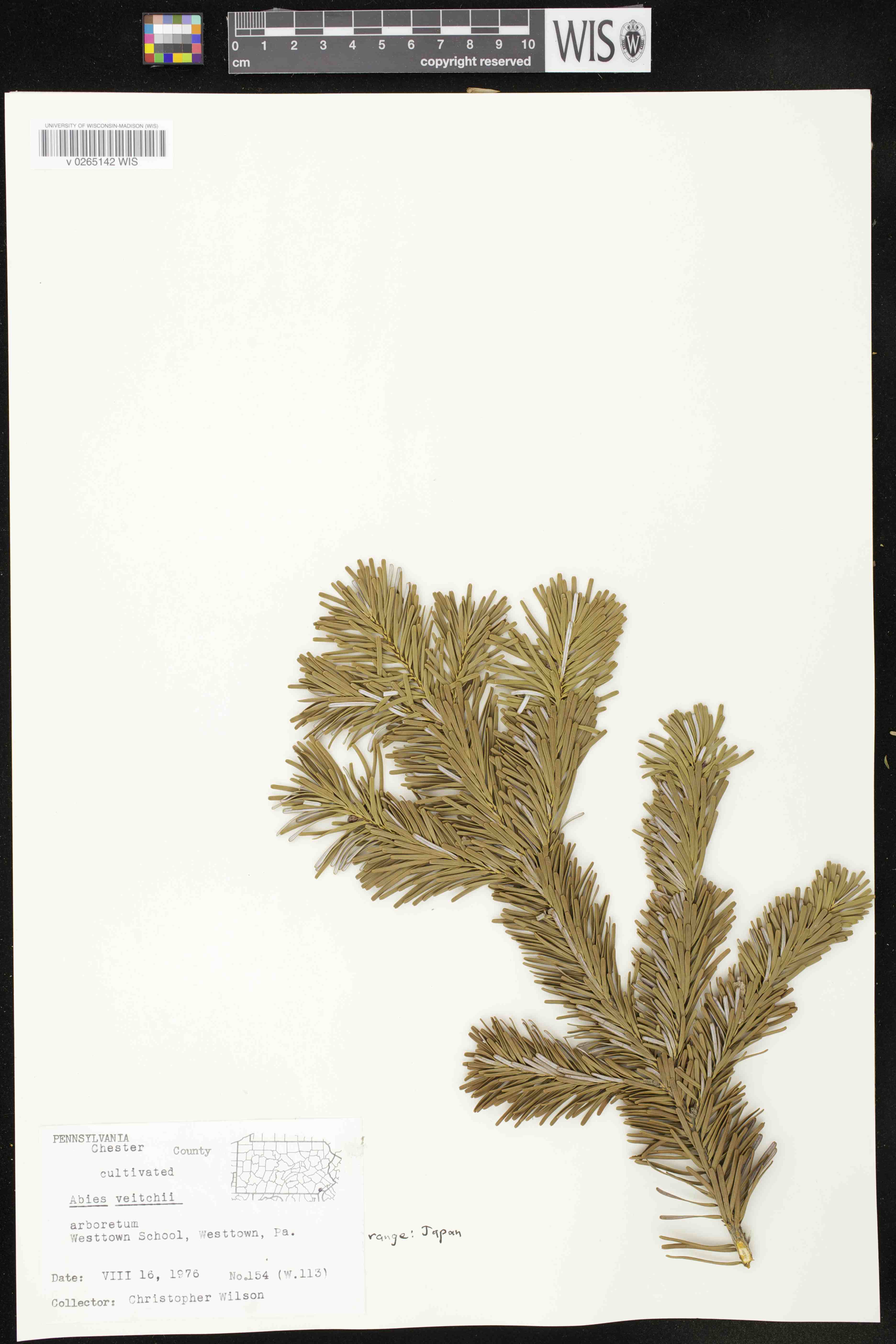 Abies veitchii image