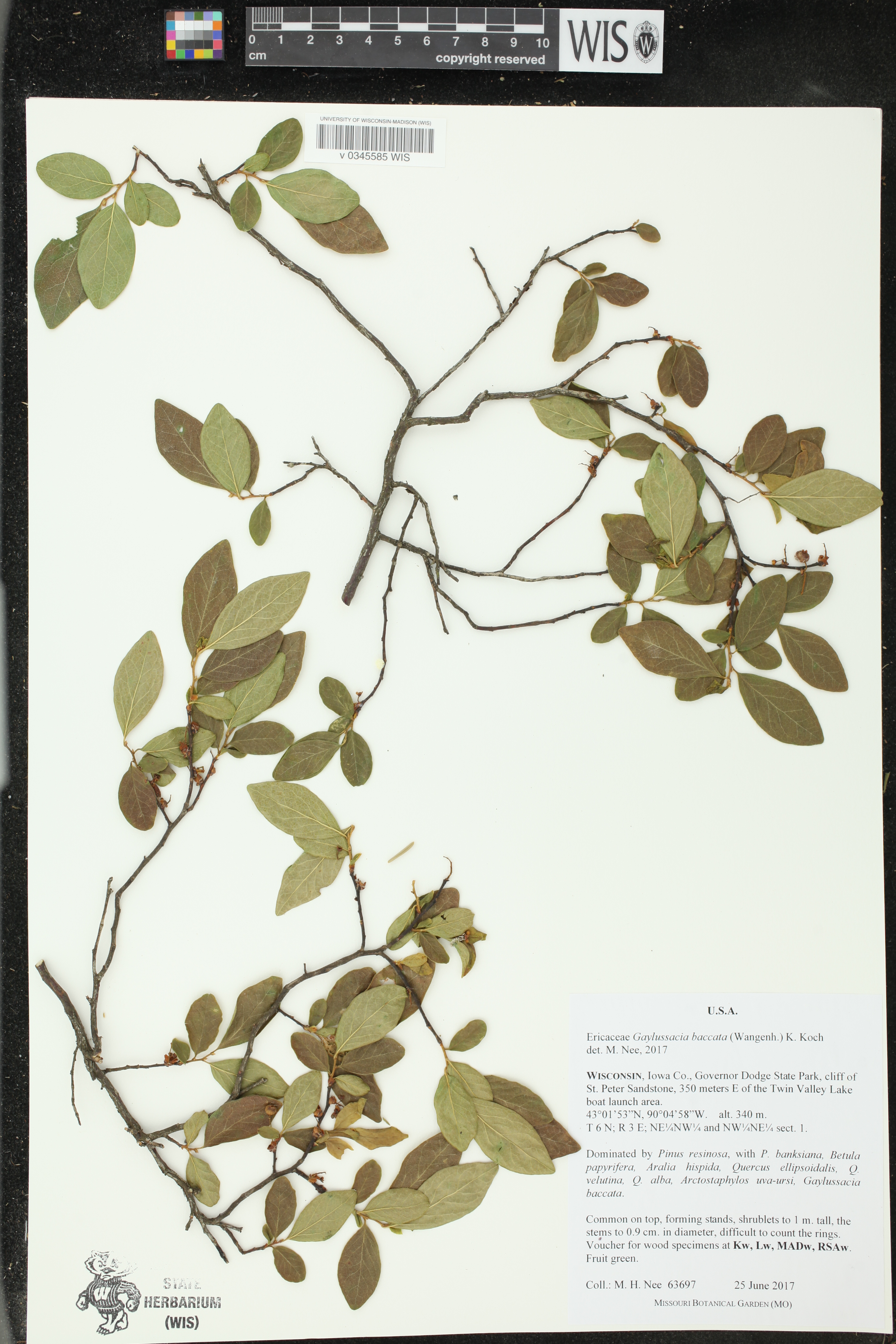 Gaylussacia baccata image
