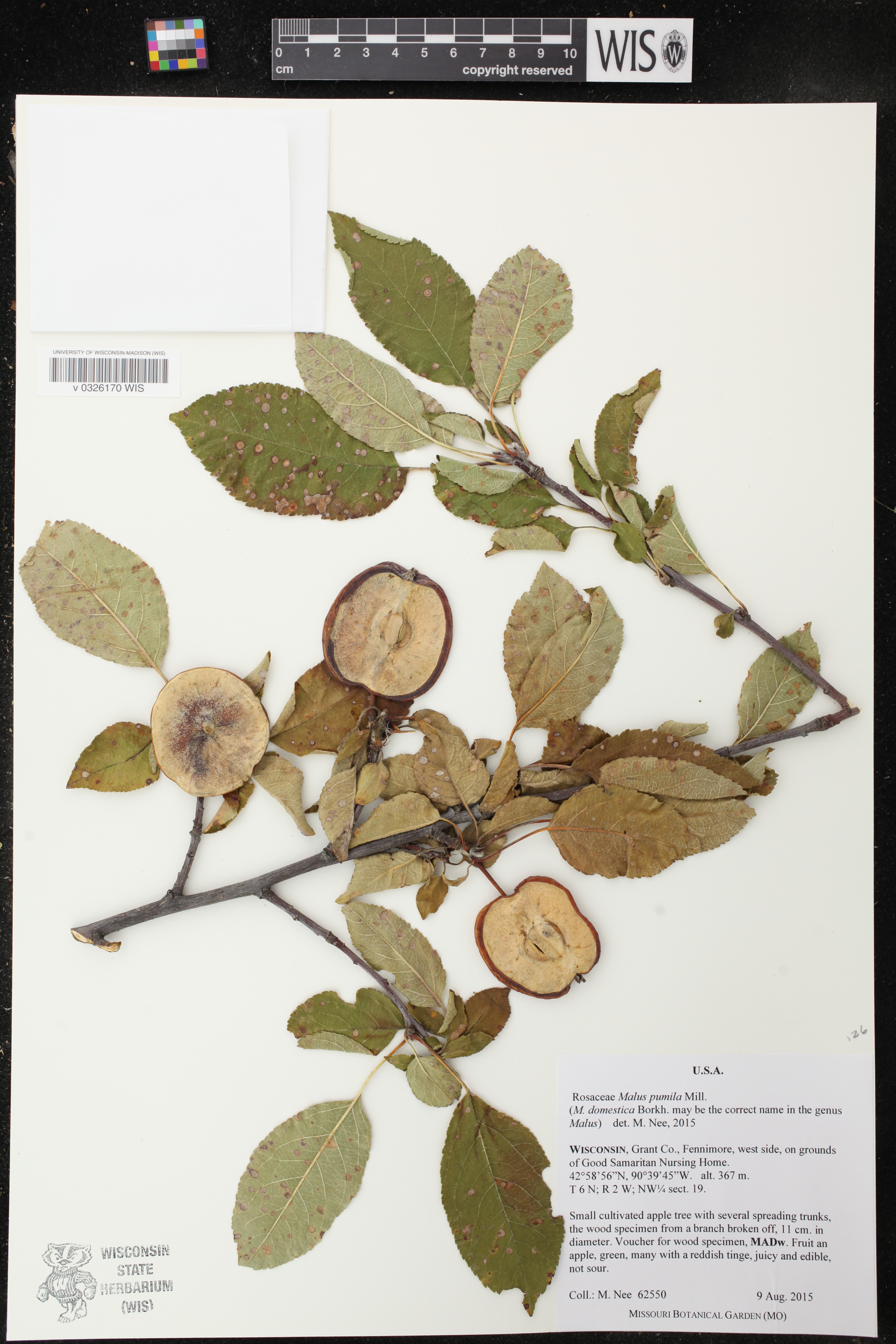 Malus pumila image