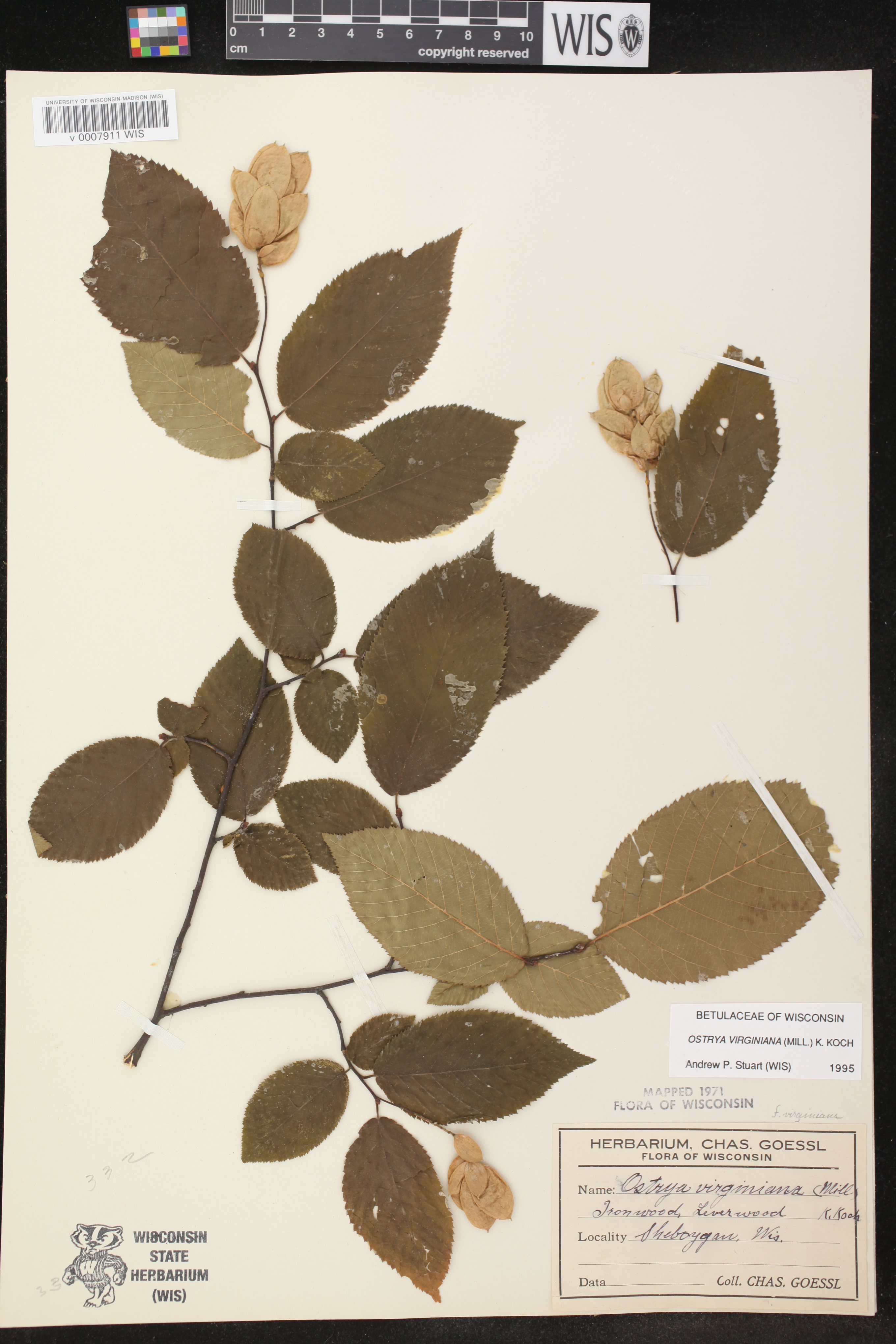 Ostrya virginiana image