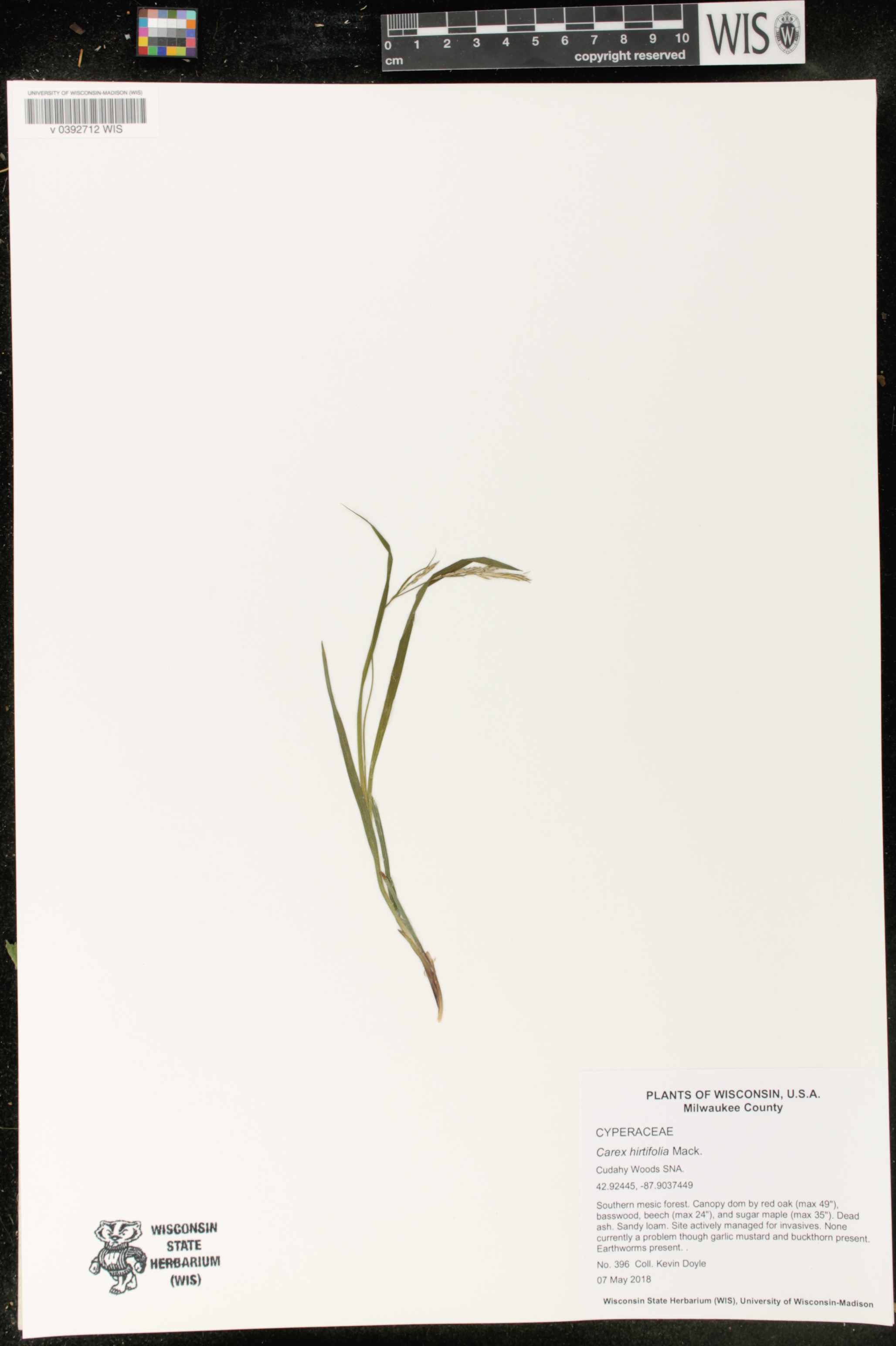 Carex hirtifolia image