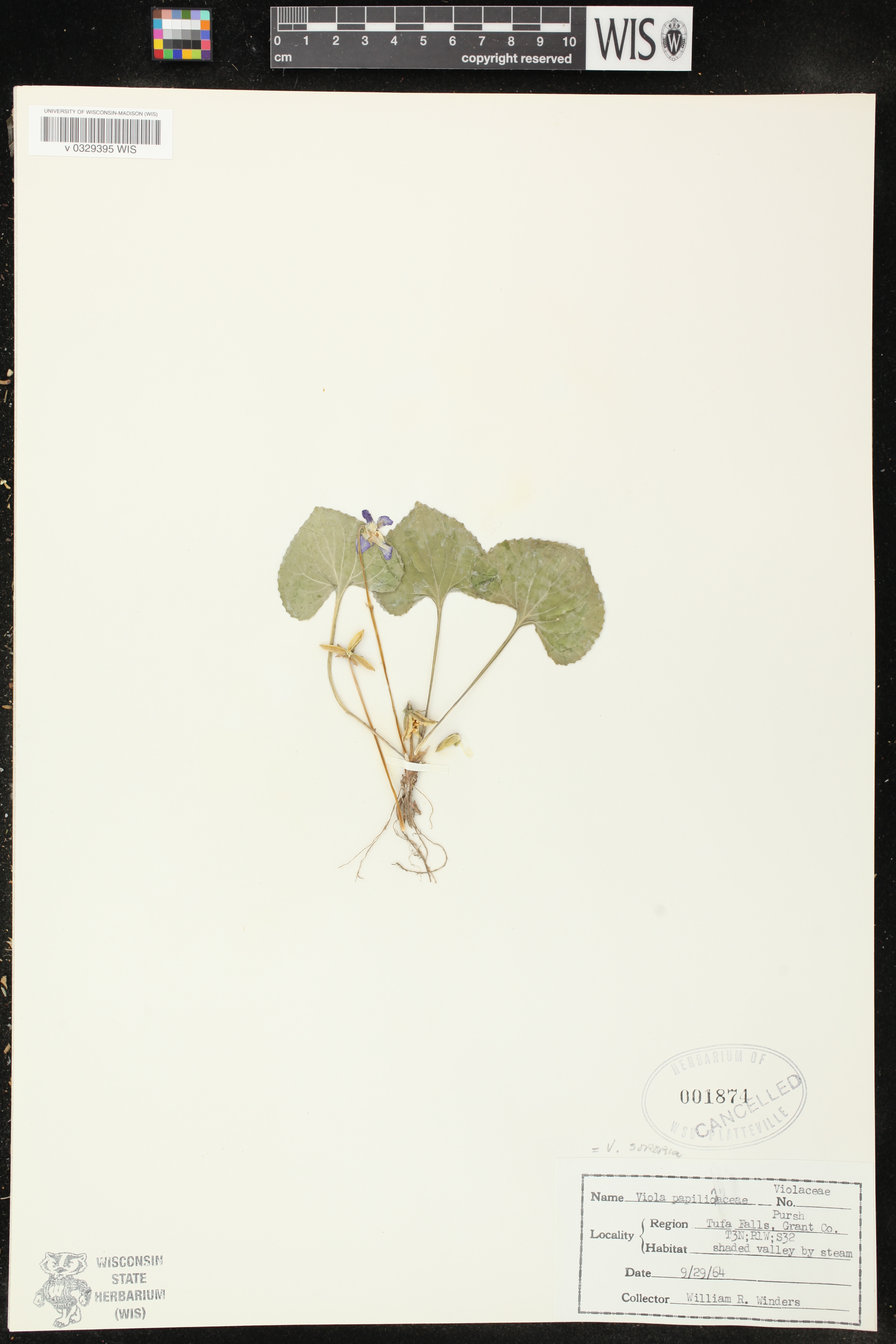 Viola sororia image