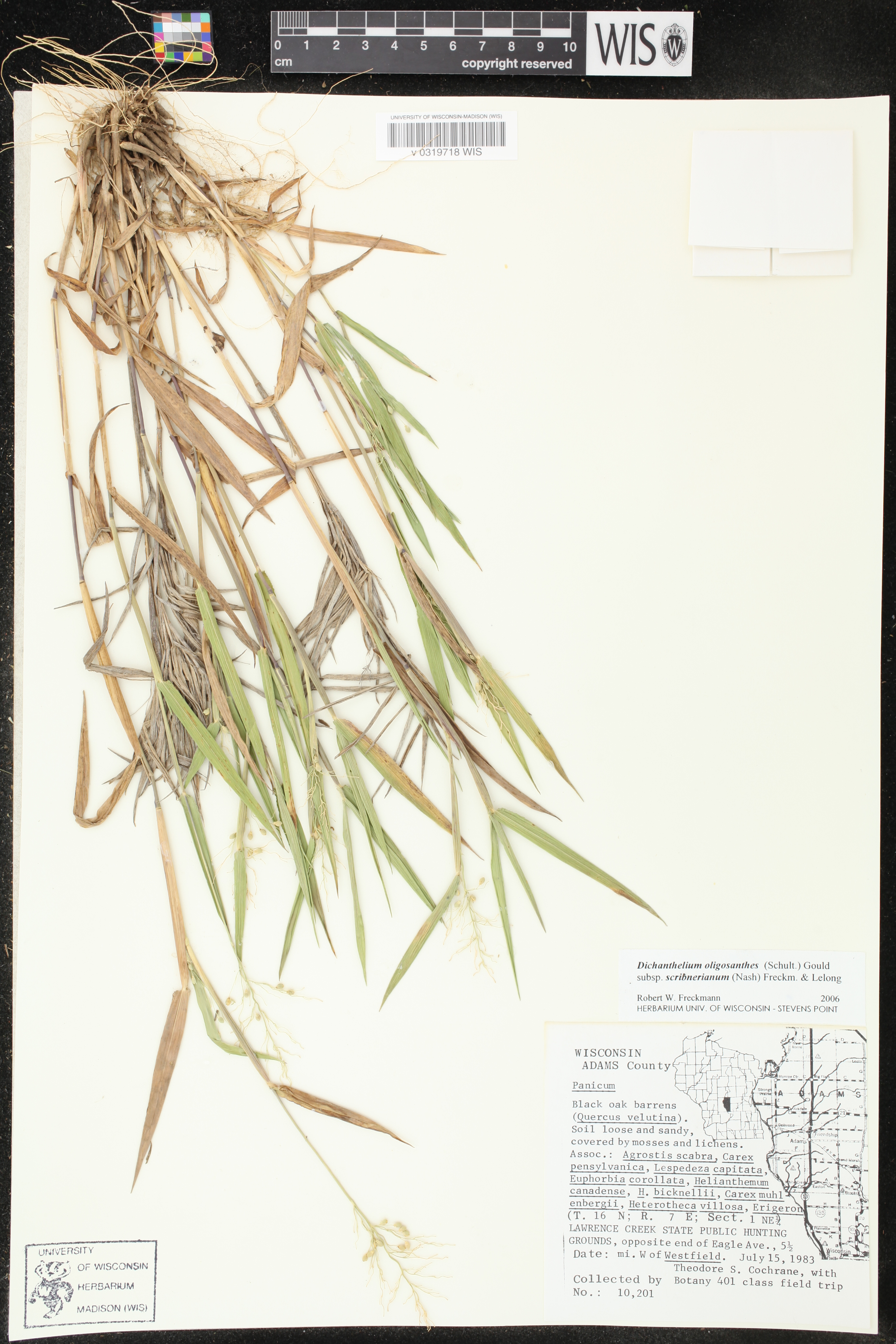 Dichanthelium oligosanthes var. scribnerianum image