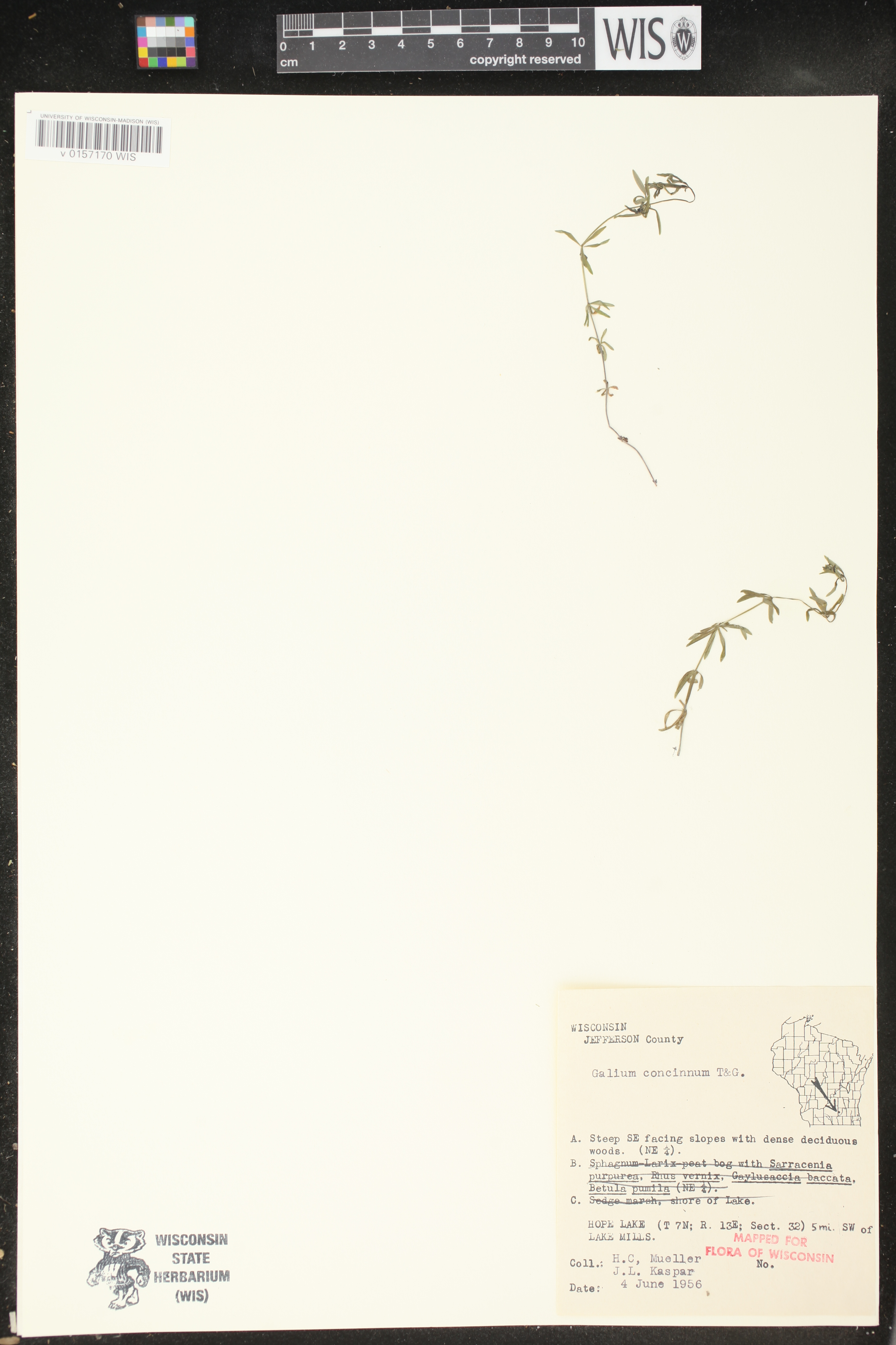 Galium concinnum image