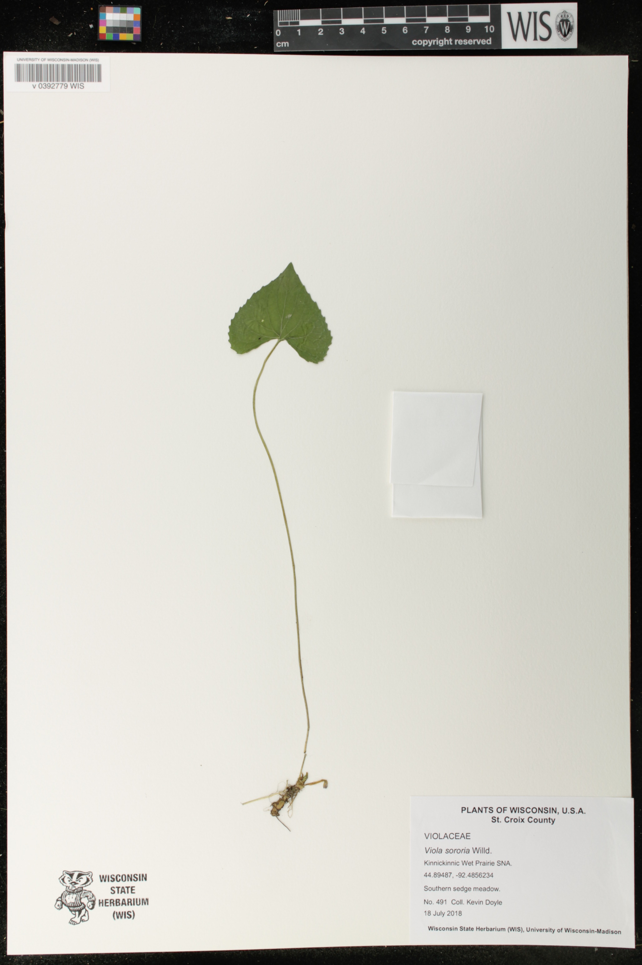 Viola sororia image