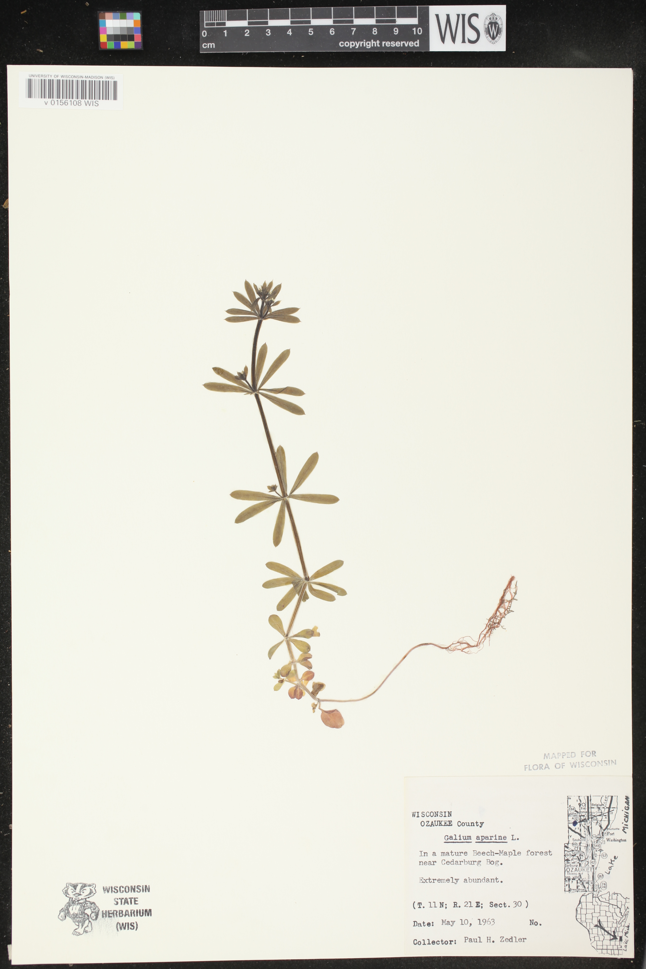 Galium aparine image