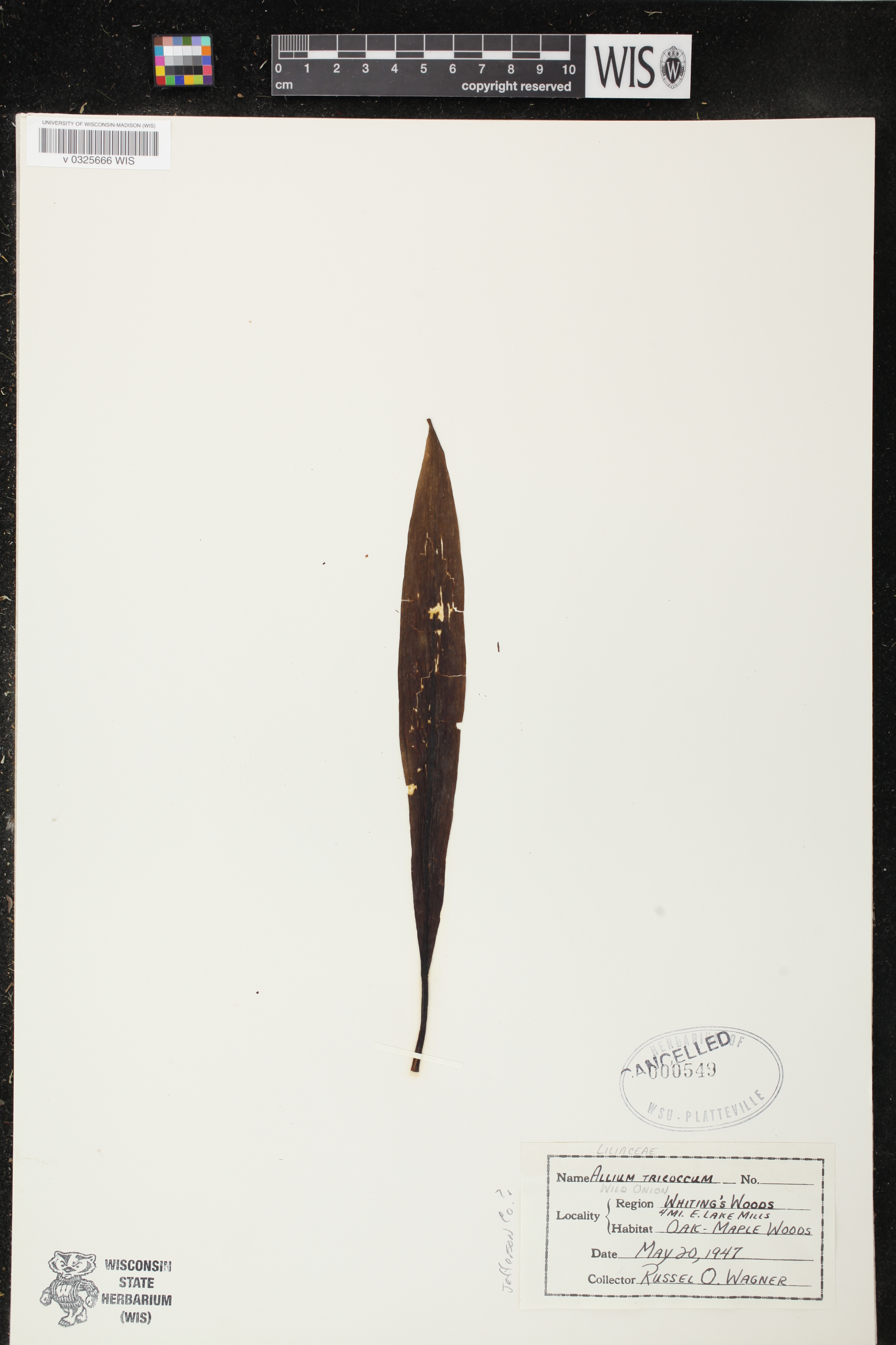 Allium tricoccum image
