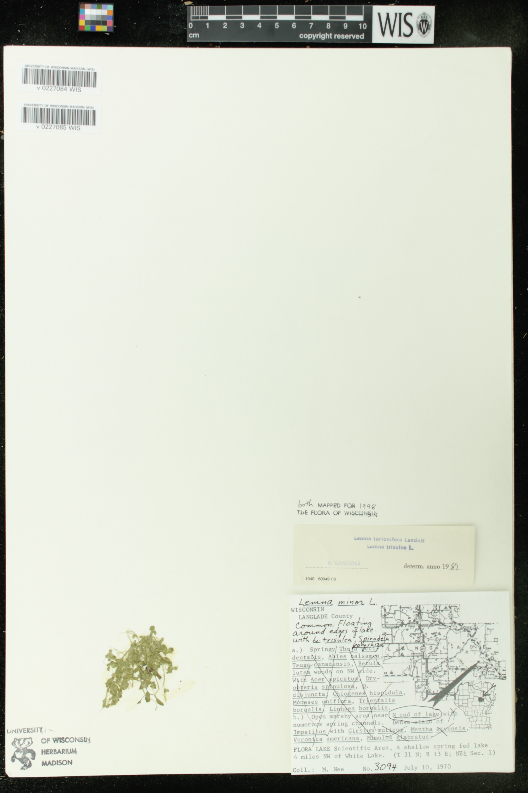 Lemna turionifera image