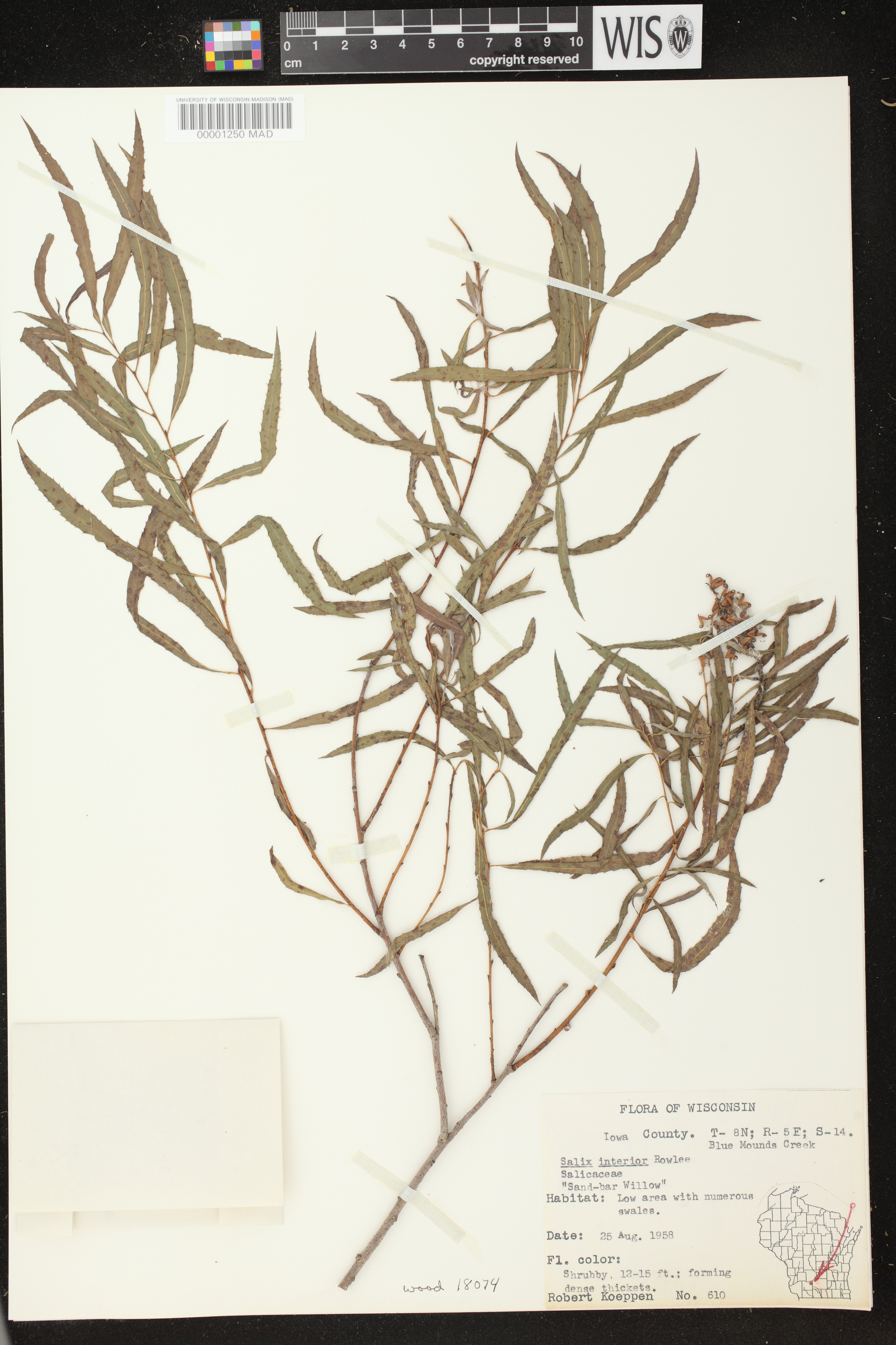 Salix interior image